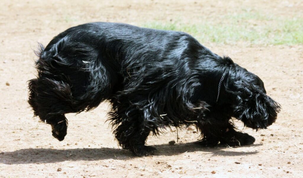 Cocker Spaniel Stock Free