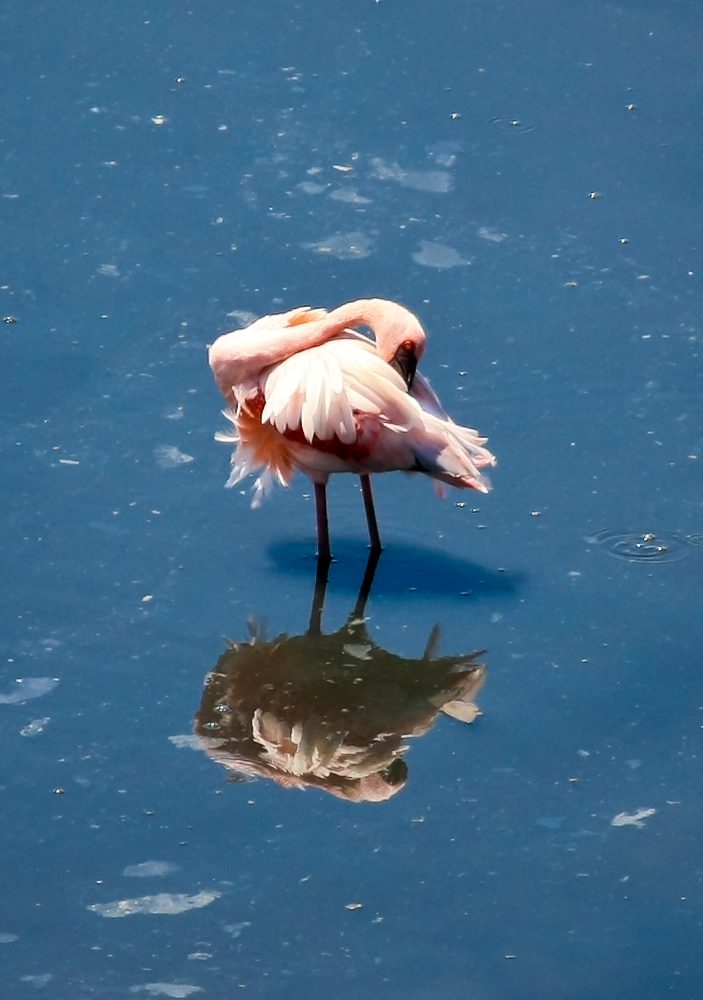 Flamingo Bird Stock Free