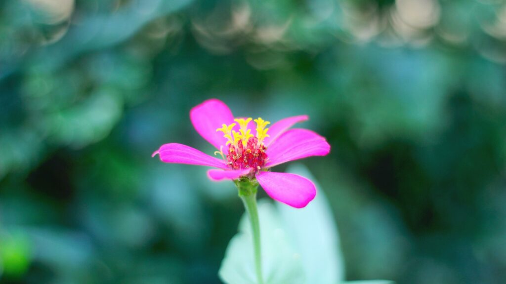 Pink zinnia peruviana flower with yellow red threads and perfect petals stock photo Stock Free