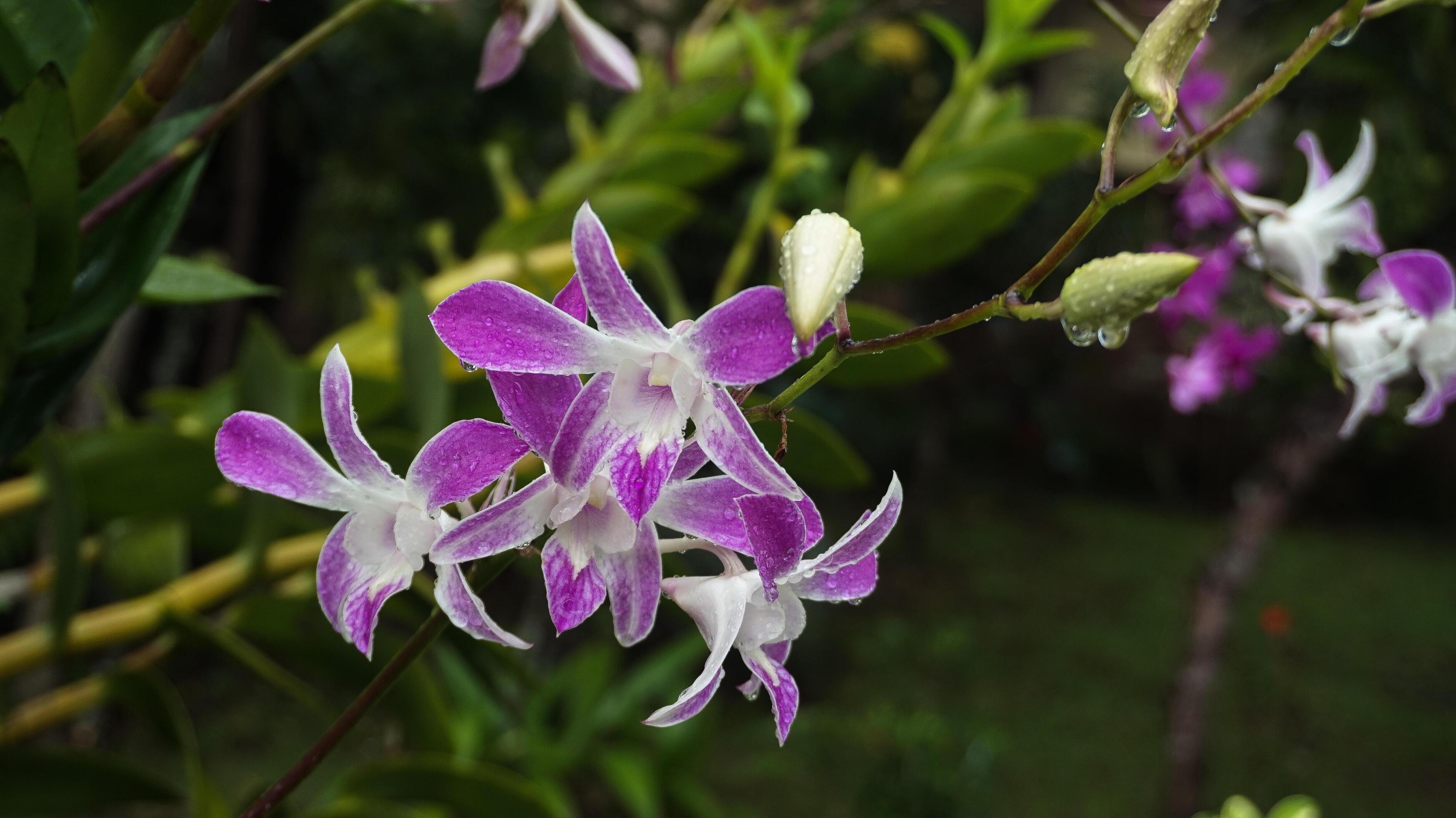 Orchid flowers, nature background, atmosphere after rain Stock Free