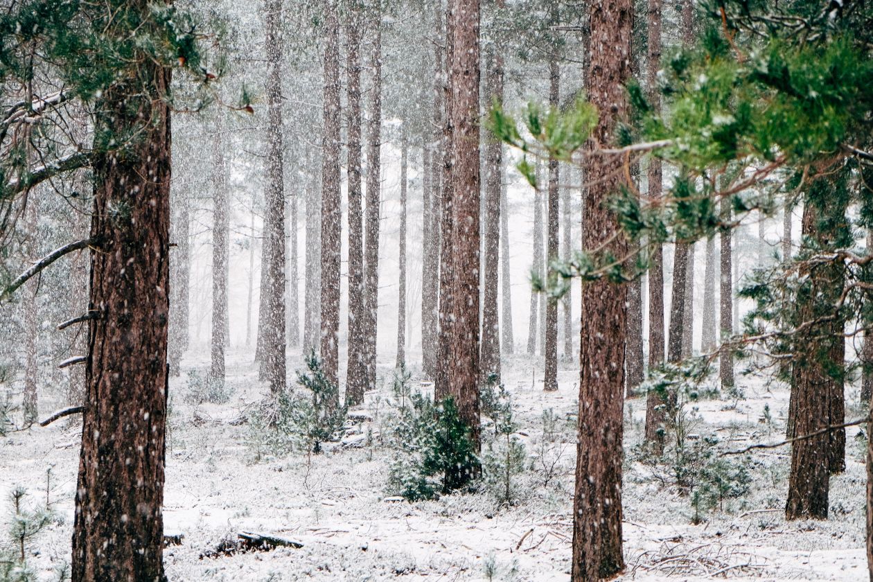 Frozen Forest Stock Free