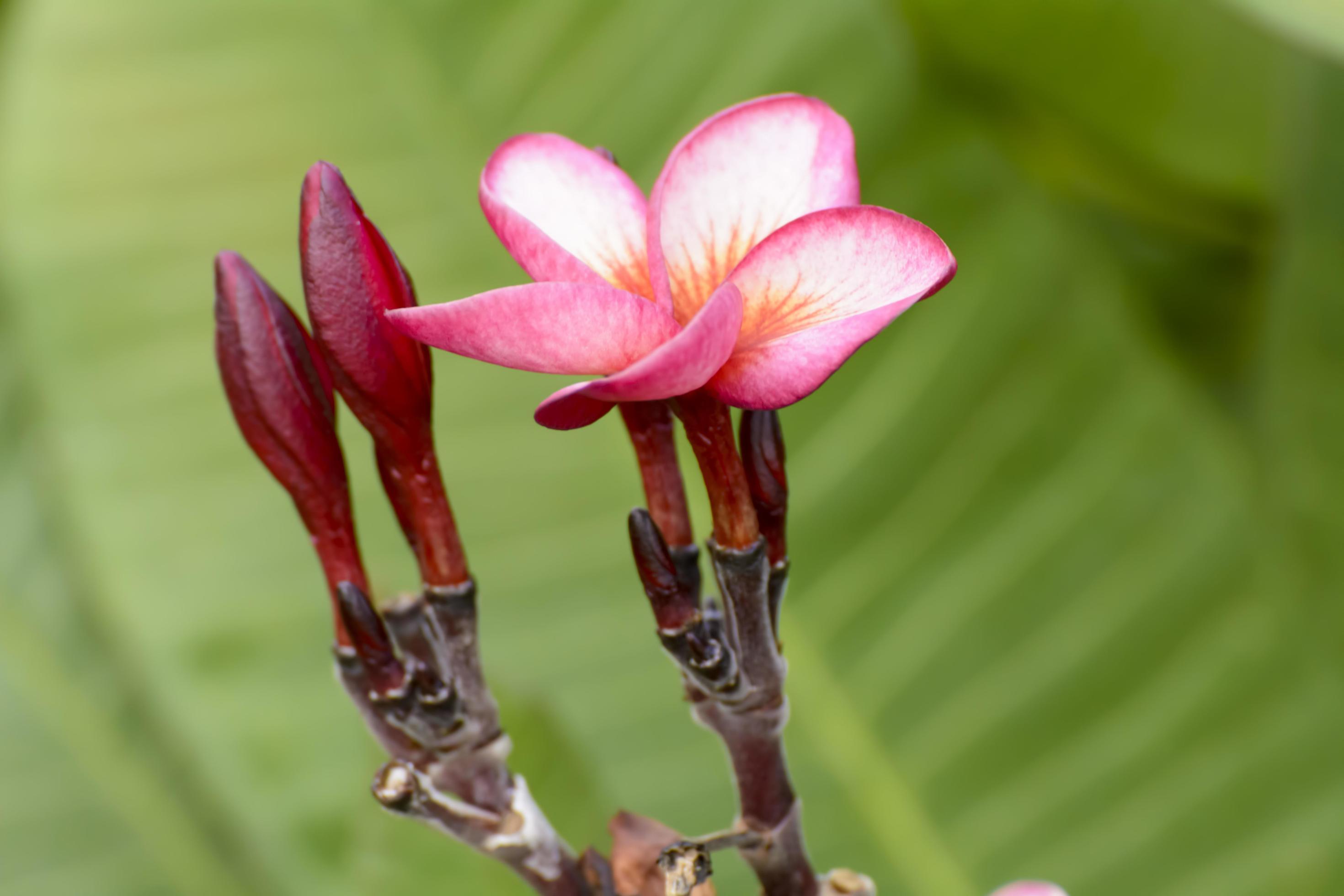 Plumeria flowers are so beautiful that popular in Thailand. Stock Free