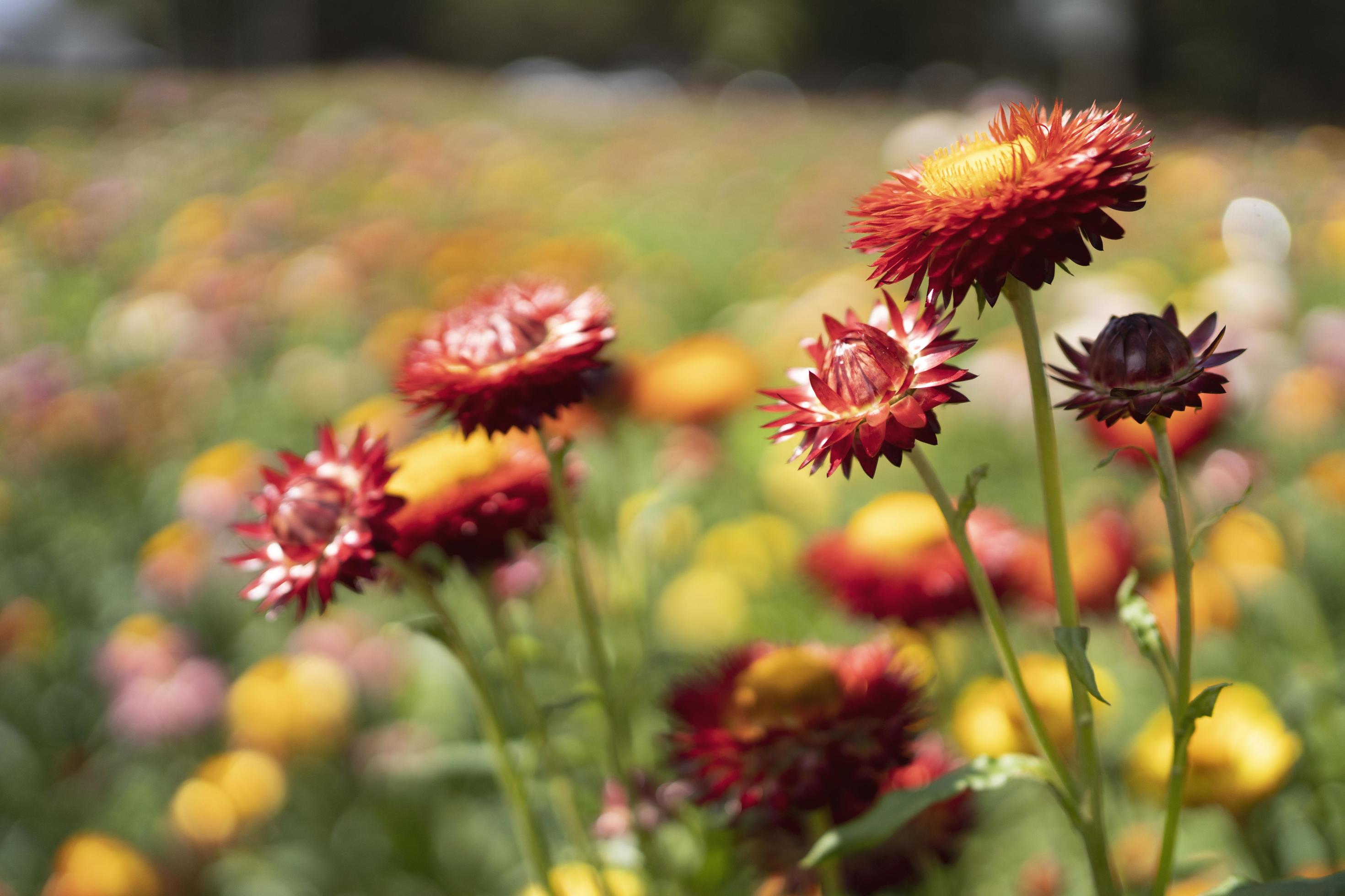 colorful straw flower blossom booming in garden Stock Free