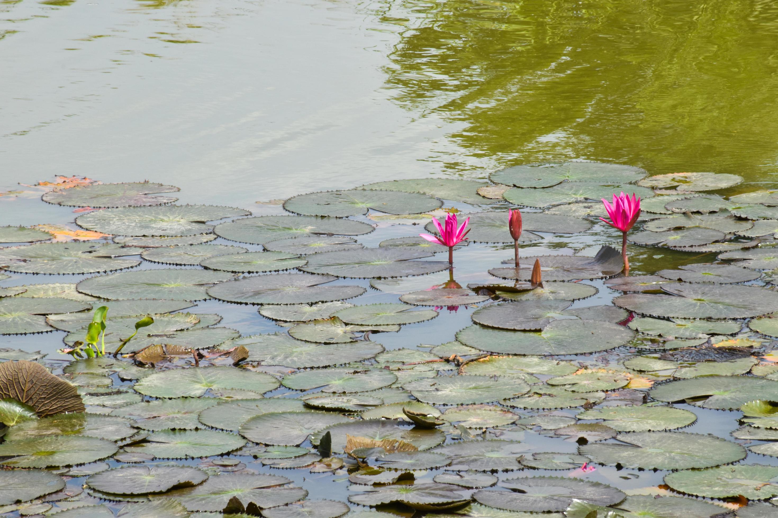 blooming lotus flowers and leaves beauty nature in lake phatthalung Stock Free