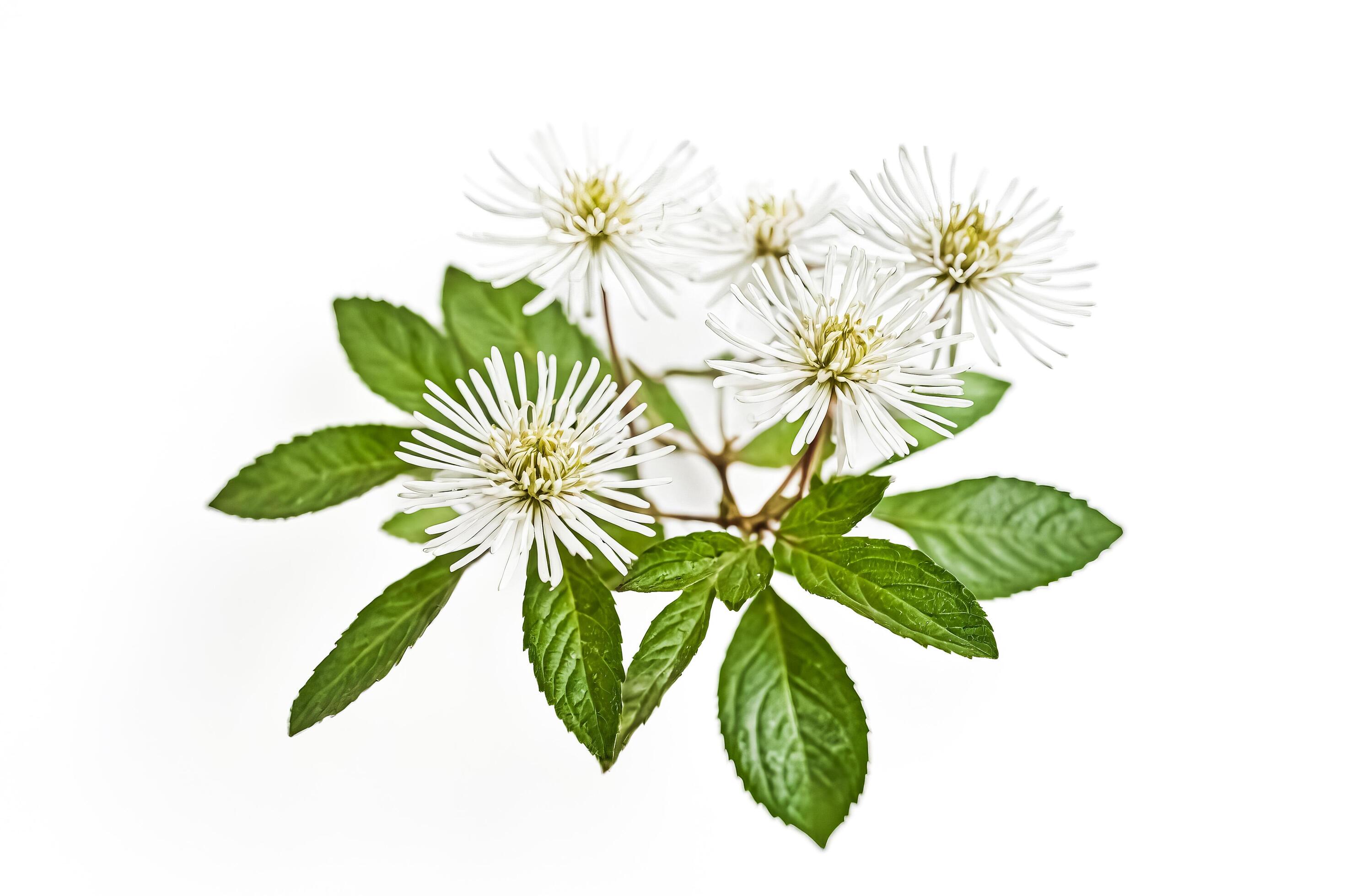 White Flowers with Green Leaves Isolated on White Background Stock Free