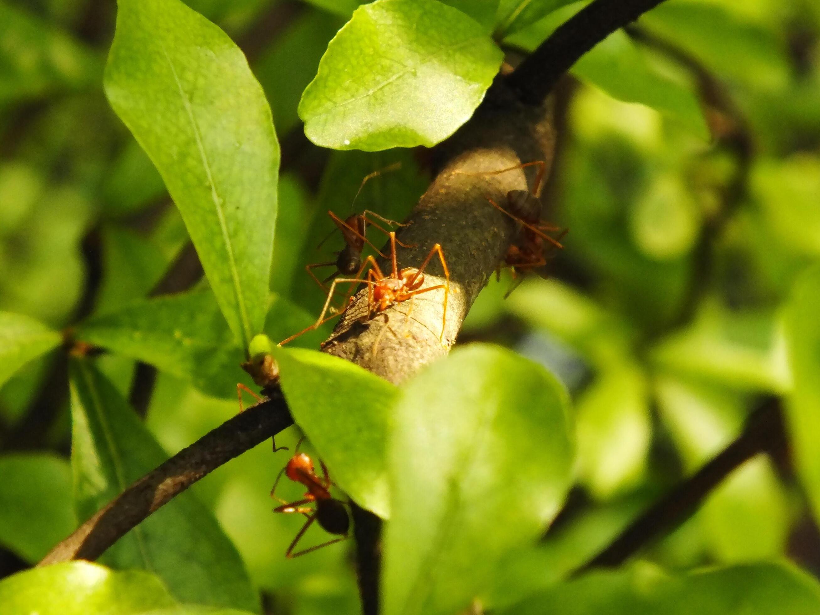 Selective focus of a red weaver ants colony walking on tree branch with nature background Stock Free