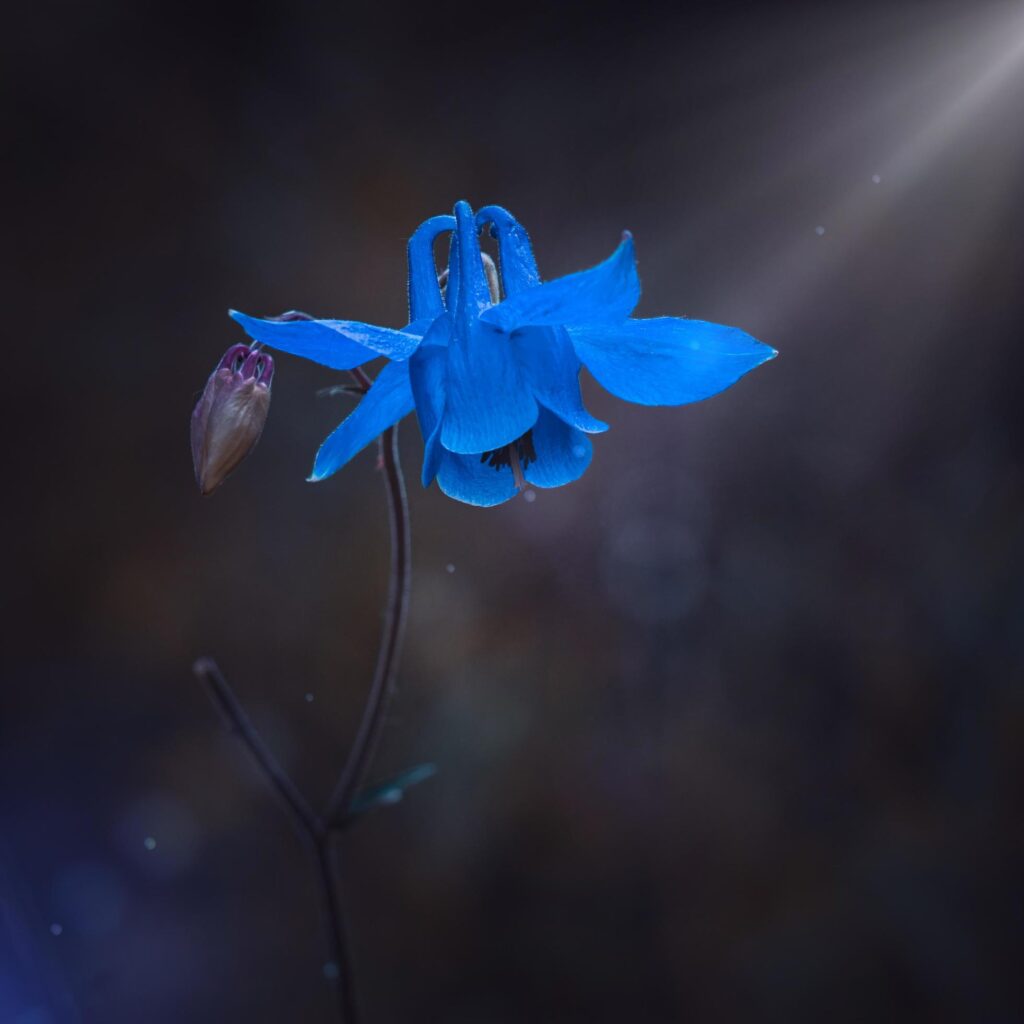 beautiful blue flower plant in the garden in springtime Stock Free