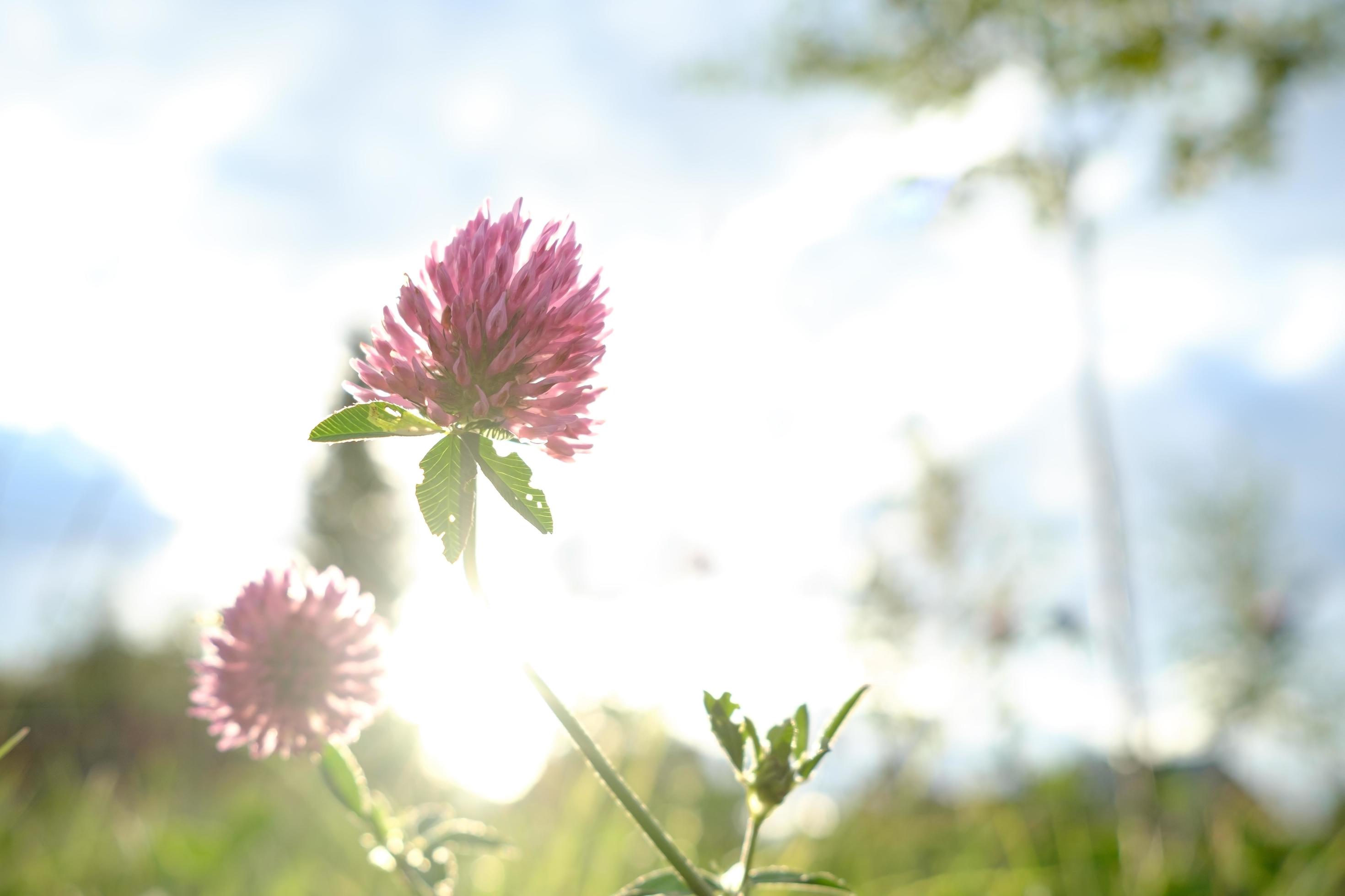 Red clover flower in the backlight of the sun, against the sky. Stock Free