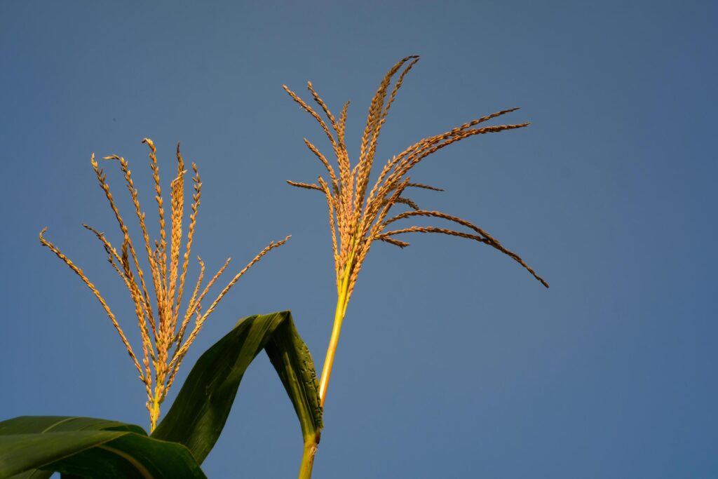 Corn fiber photo with blue sky background. Detailed texture of yellow corn fiber. Plant Closeup. Macrophotography. Shot in Macro Lens Stock Free