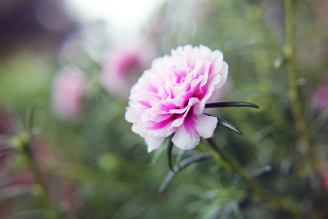 Pink White Carnations Stock Free