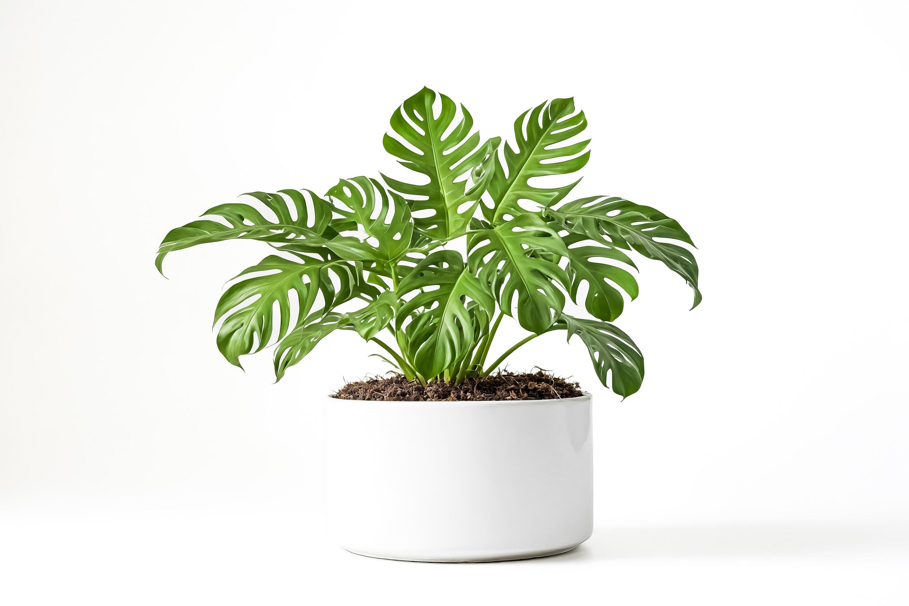 Monstera Deliciosa Plant in White Pot on White Background Stock Free