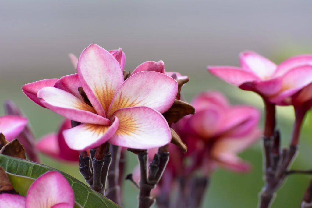 Plumeria flowers are so beautiful that popular in Thailand. Stock Free