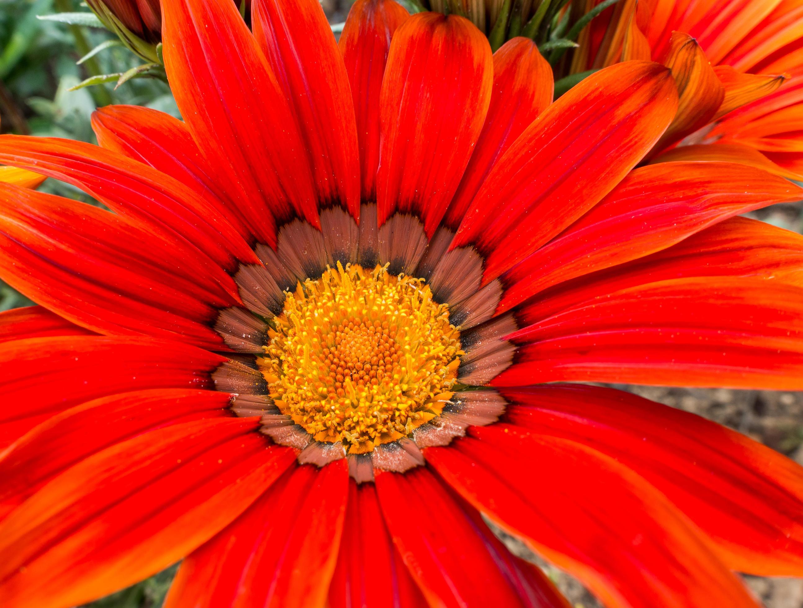 Close up of an red Gazania flowering in an English garden Stock Free