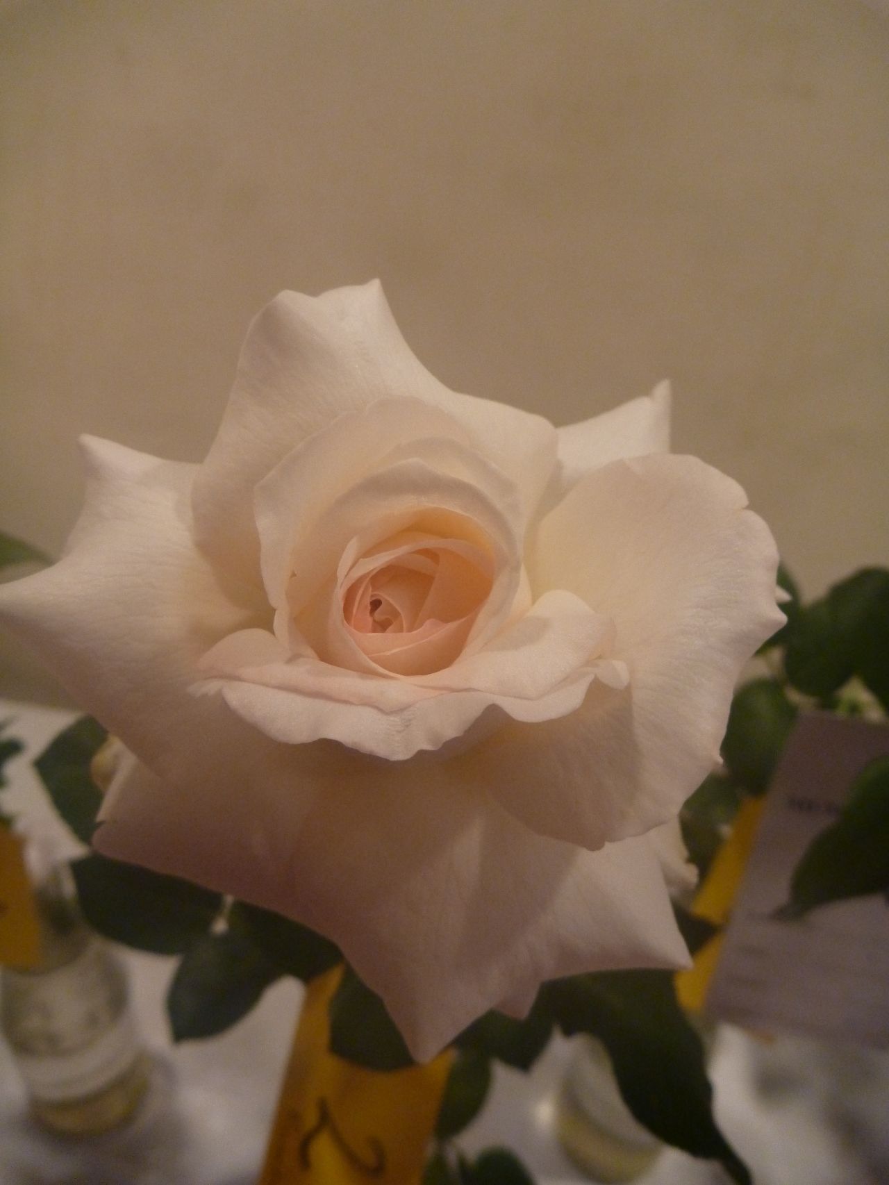 White Cream Rose Stock Free