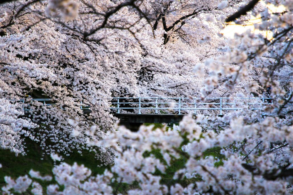 Beautiful cherry blossoms. sakura flowers in japan. Travel spring time. Stock Free