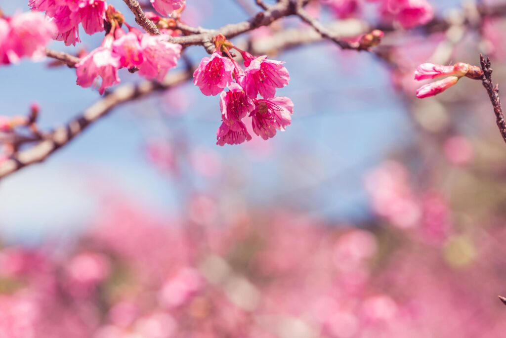 background nature Flower Valentine Prunus cerasoides Stock Free