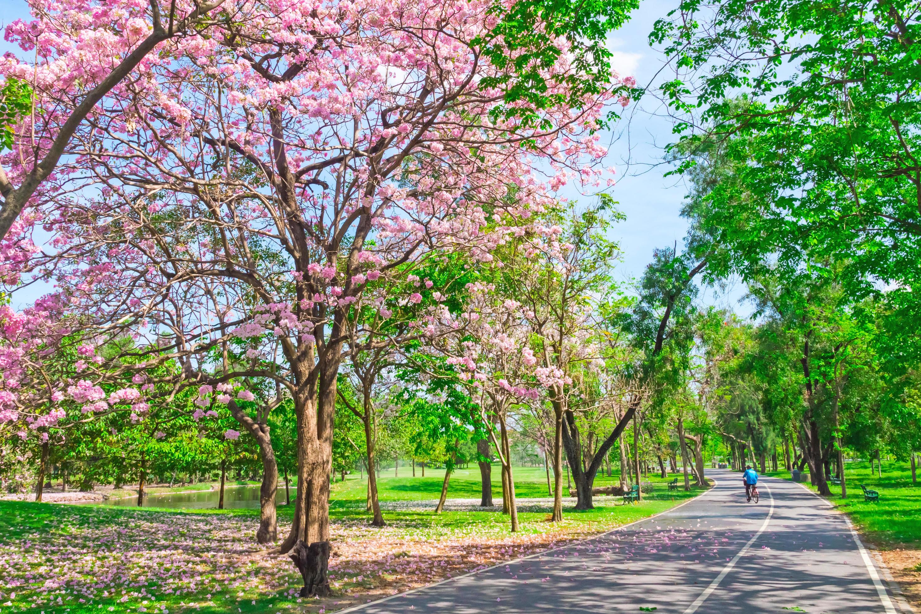 Flowers of pink trumpet trees are blossoming in Public park of Bangkok, Thailand Stock Free