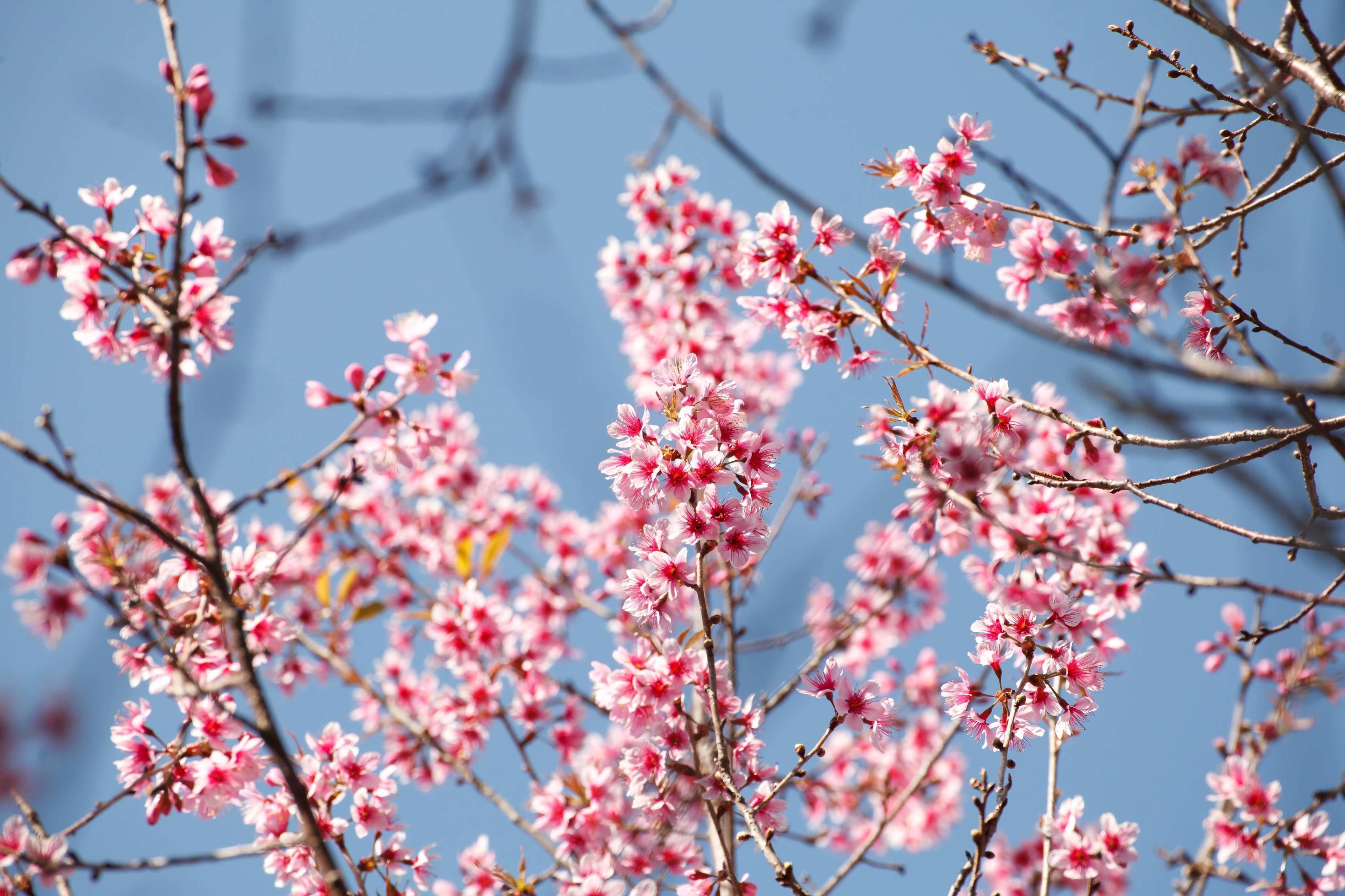 Sakura flowers blooming blossom in PhuLomLo Loei Province , Thailand Stock Free