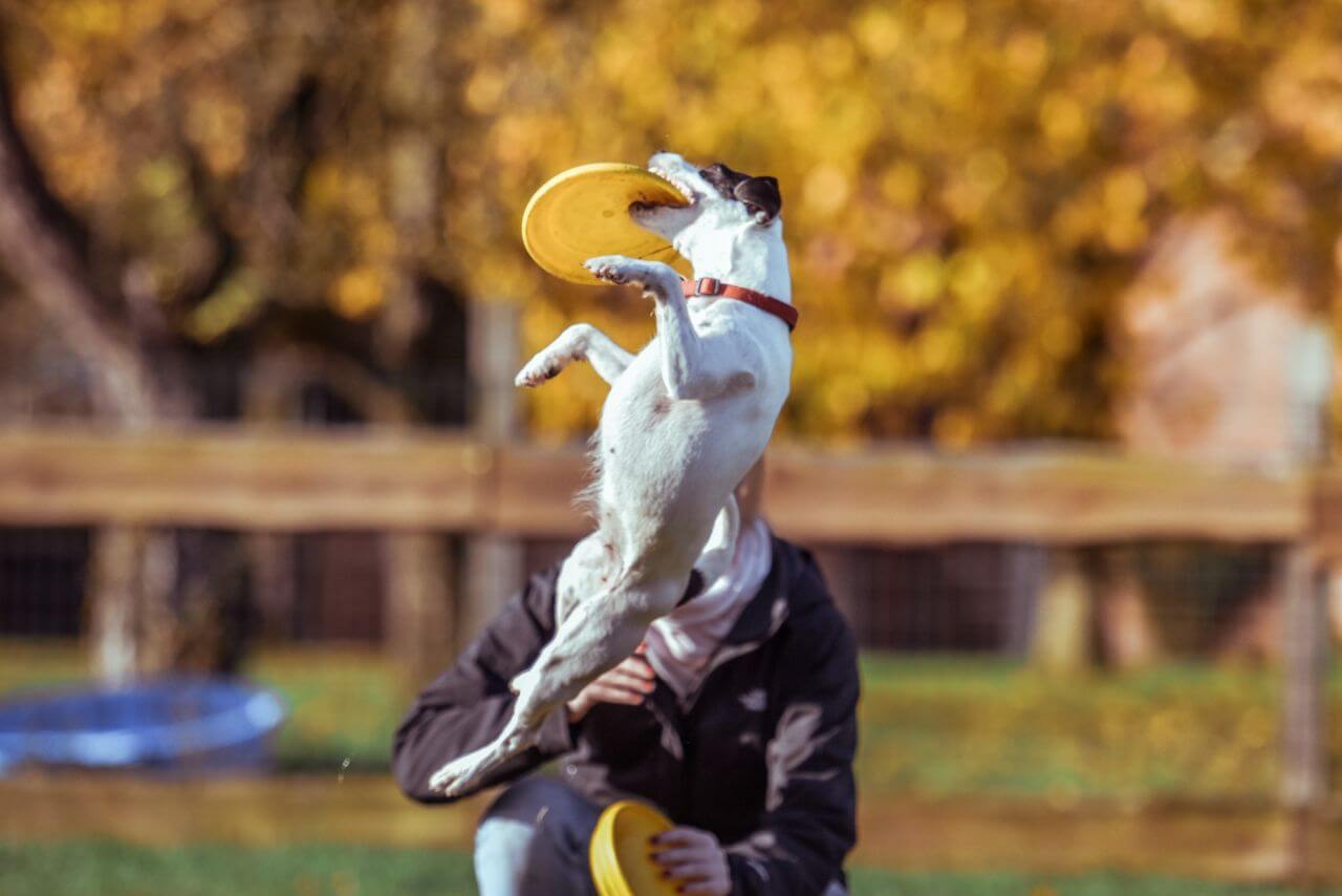 Dog Jumping Frisbee Happy Stock Free