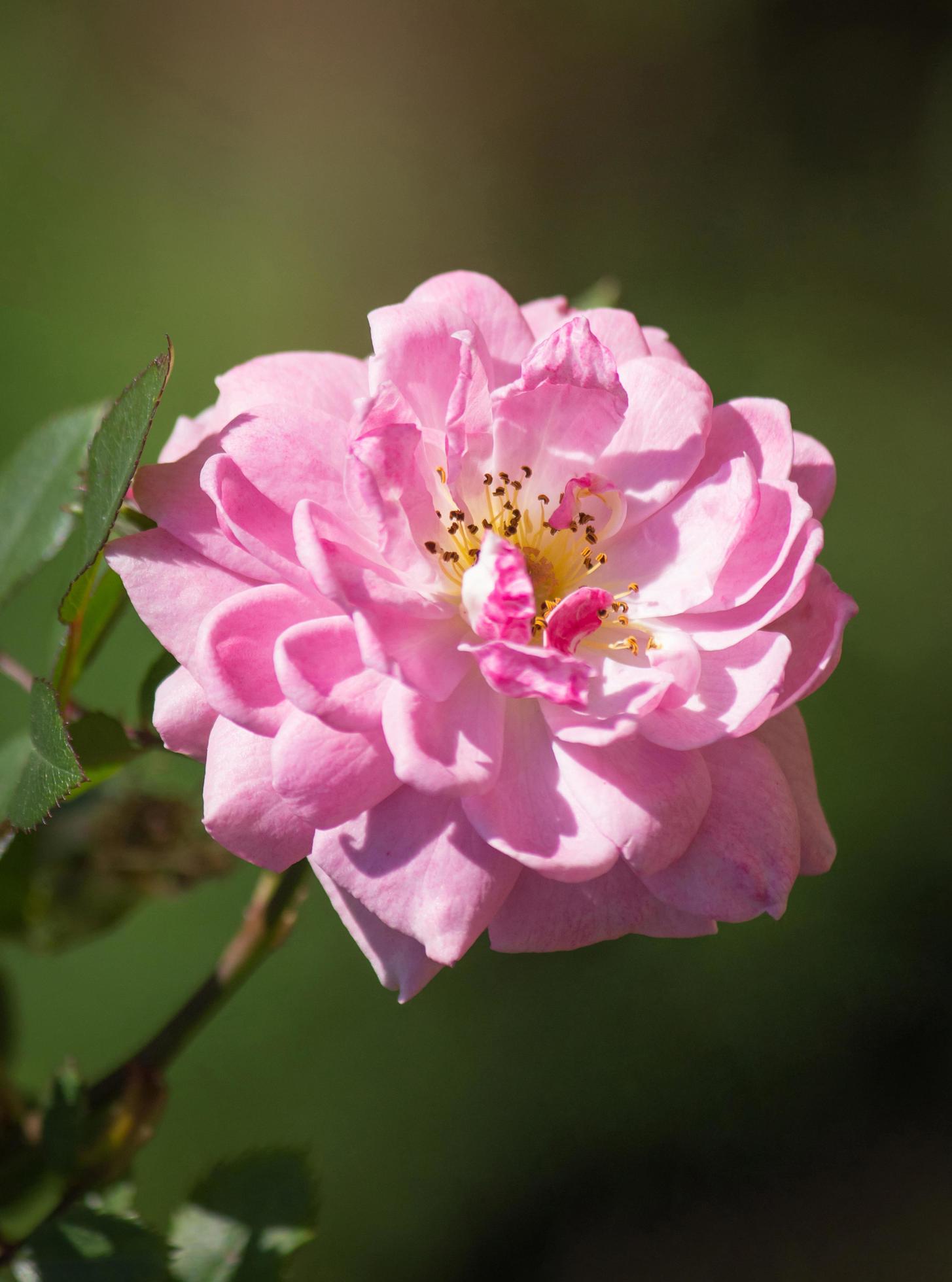 white rose flower in a garden Stock Free