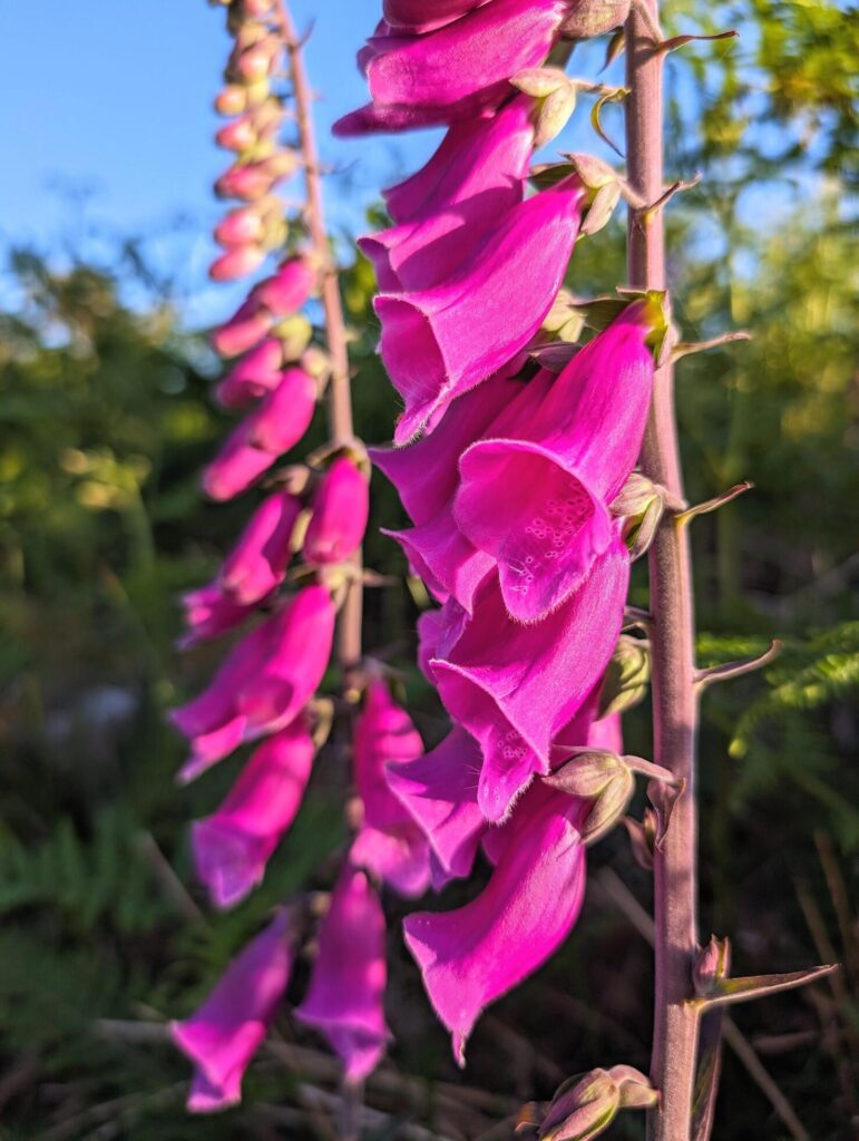 closeup of delicate purple pink flower, wildflowers and nature background, seasonal flora, spring, summer Stock Free