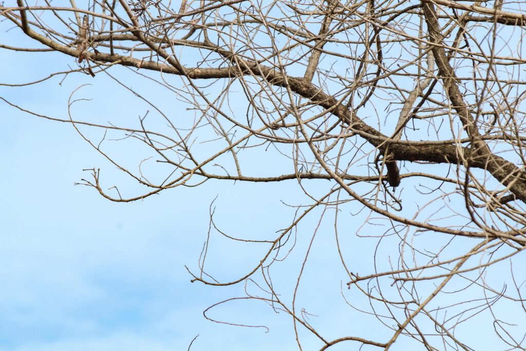 Tree branches and twigs, cloudy sky background Stock Free