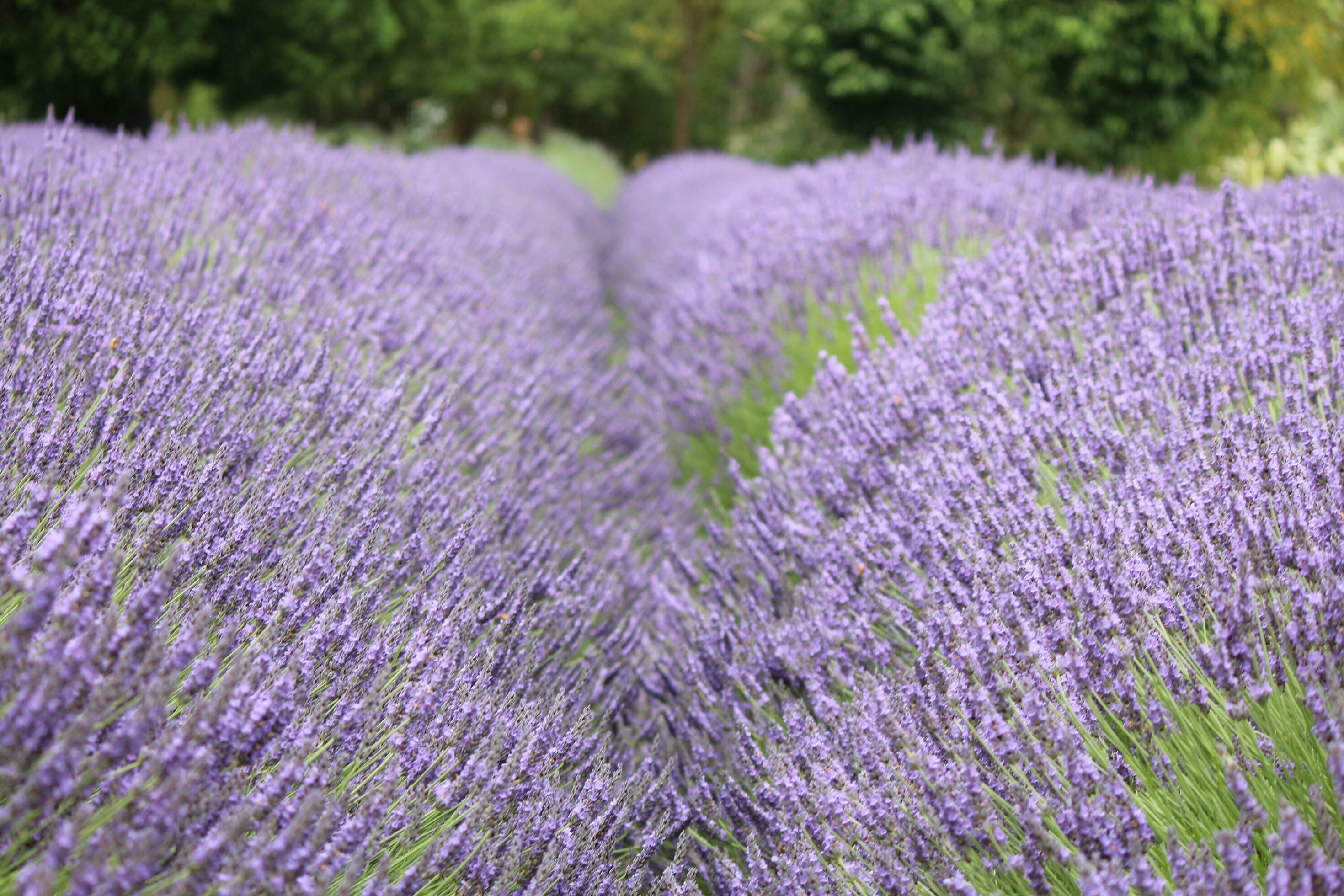 Lavender Plants and Flowers Stock Free