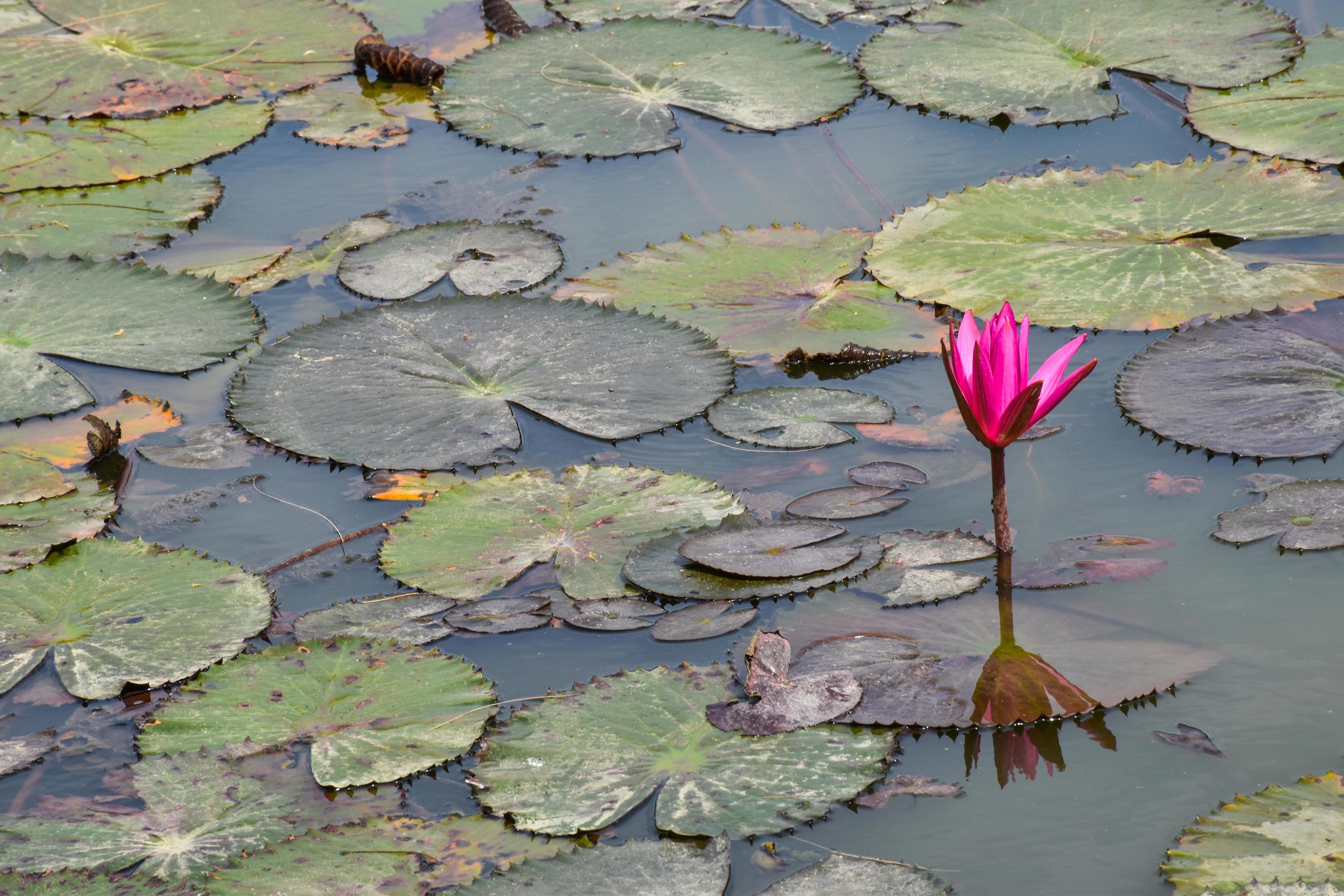 blooming lotus flowers and leaves beauty nature in lake phatthalung Stock Free