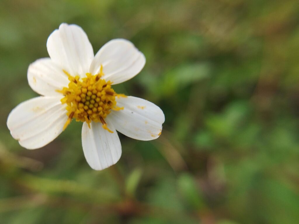 Beautiful white flower on blurred background. Natural beauty. Stock Free