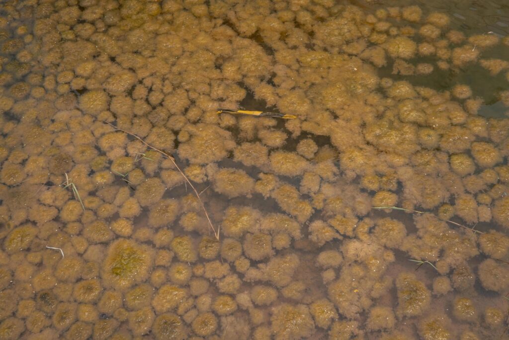 Yellow moss pond scum on waste water containment. The photo is suitable to use for nature background, wild life poster and botanical content media. Stock Free