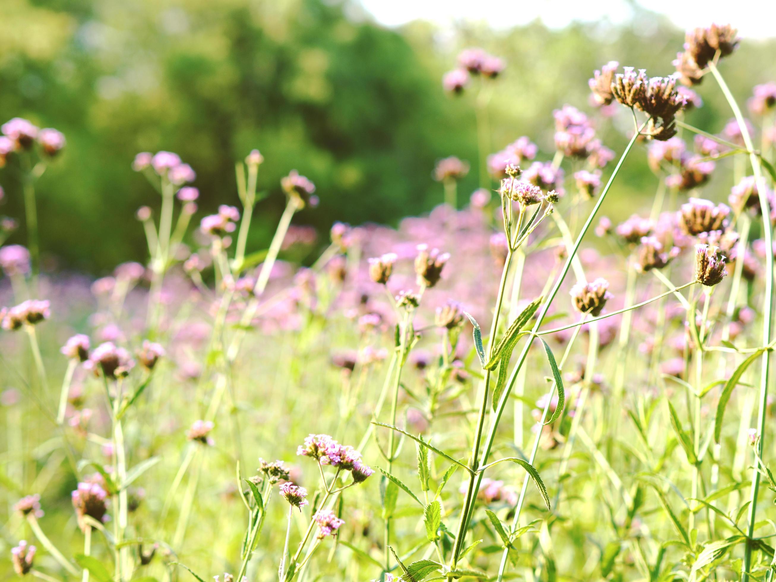 Purple flowers garden and the green grass beautiful floral in the plant of natural vintage tone Stock Free