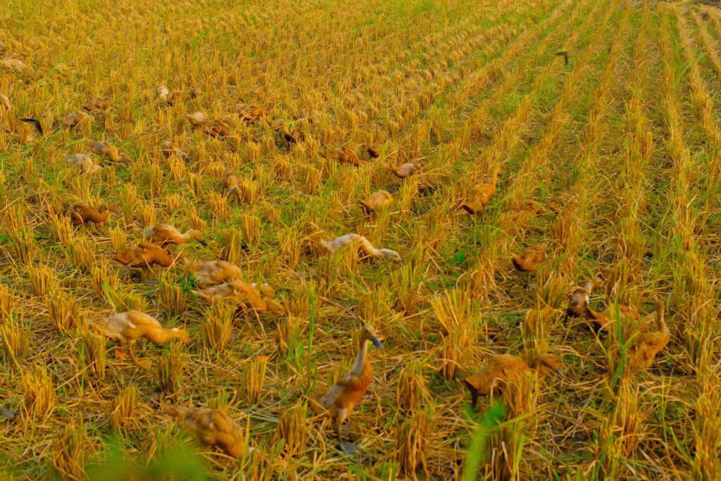 Landscape Photography. Beautiful Scenery. Background view of barren rice fields after the rice harvest. Dry and barren rice fields. Bandung – Indonesia. Stock Free