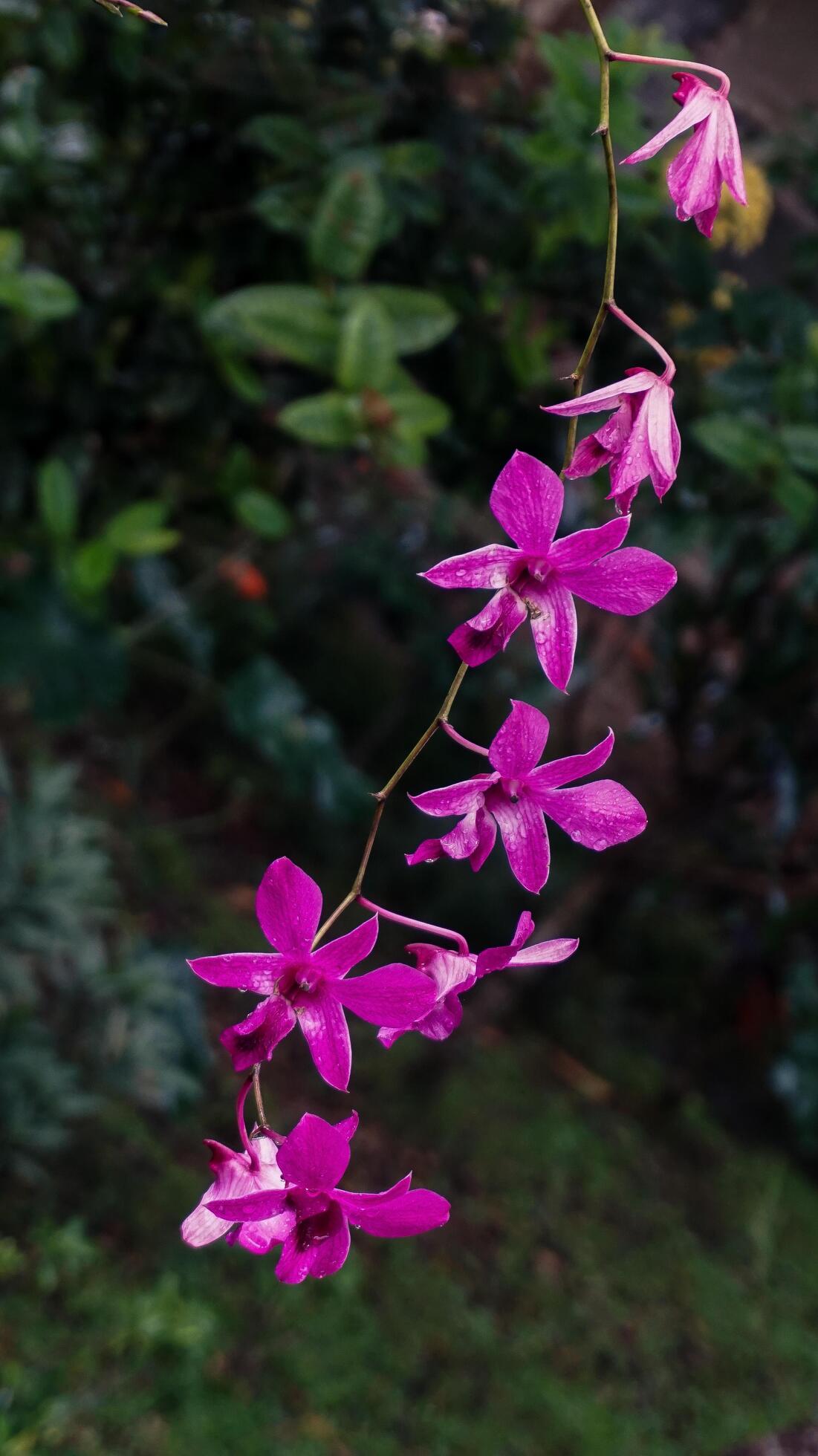 Orchid flowers, nature background, atmosphere after rain Stock Free