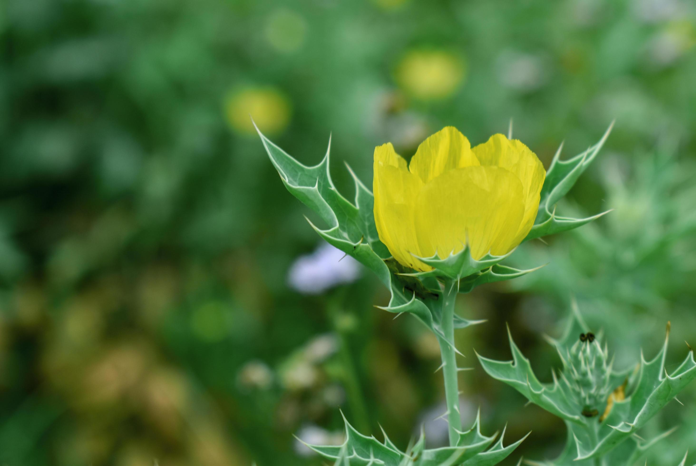 Yellow Cactus flower. Stock Free