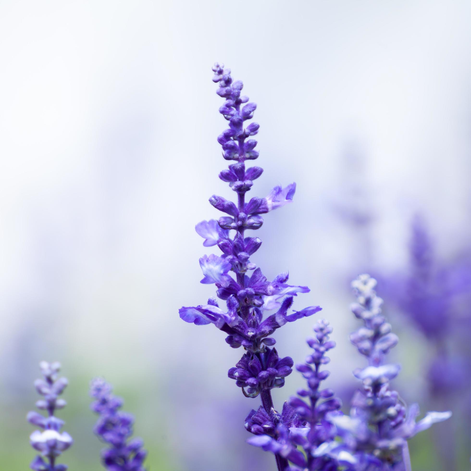 lavender flowers, close-up, selective focus Stock Free