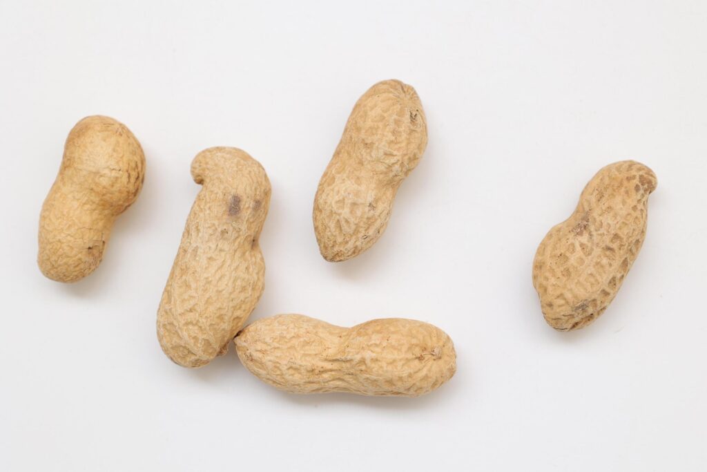 Peanut on white background Stock Free