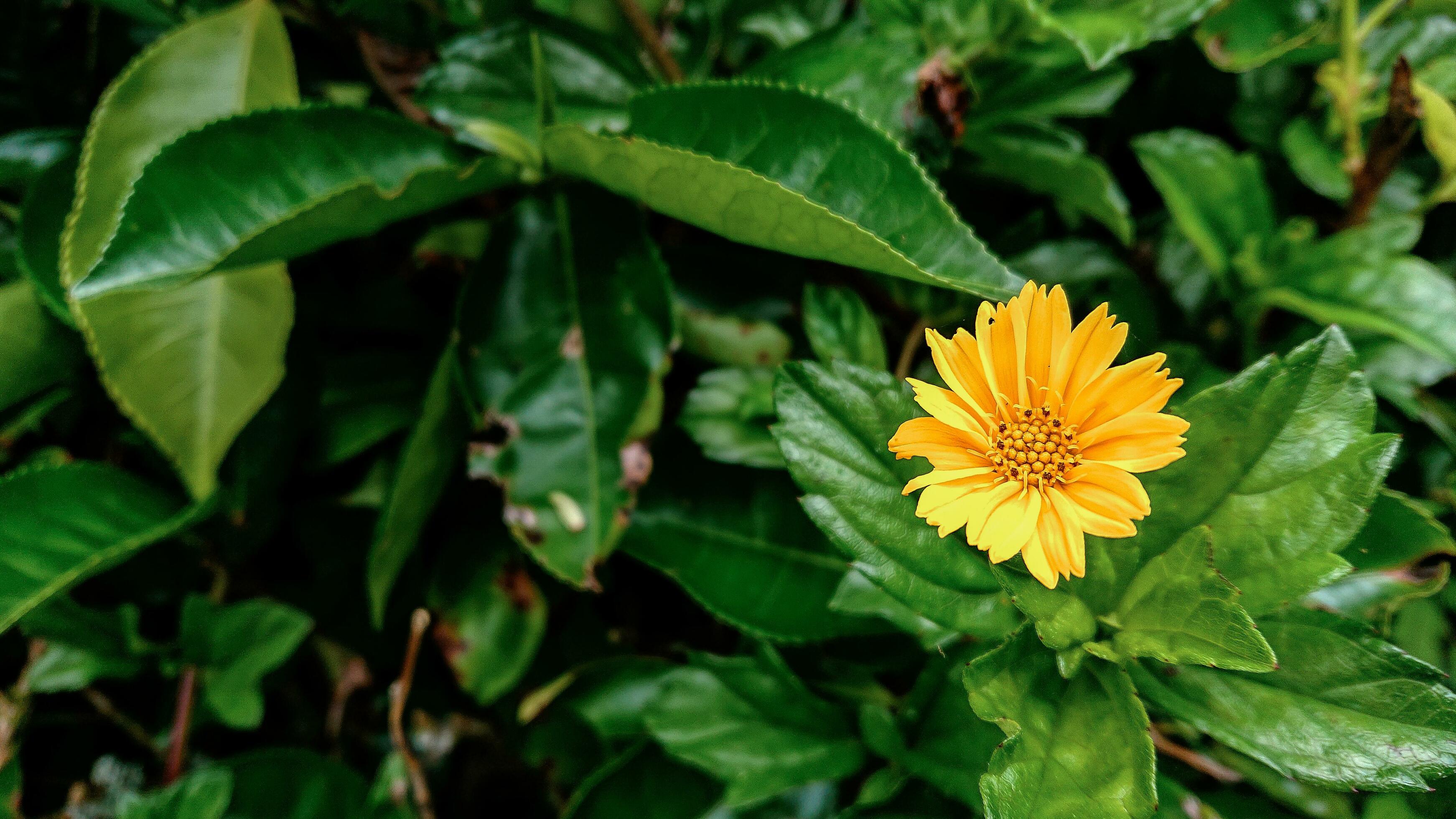 small yellow flower in the garden Stock Free