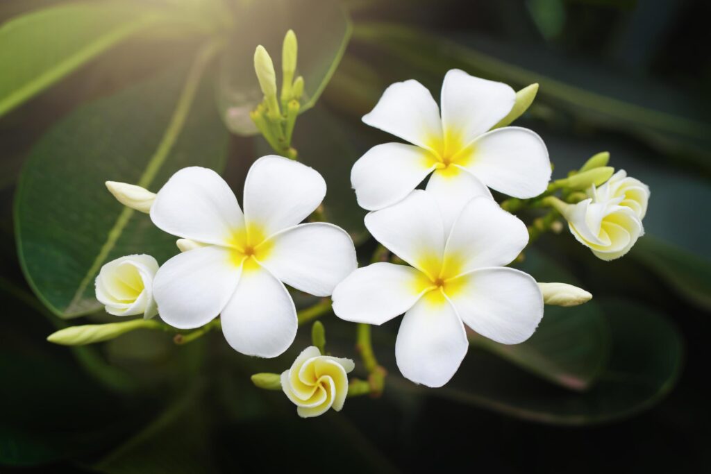 beauty white plumeria flower on tree in garden with sunshine Stock Free