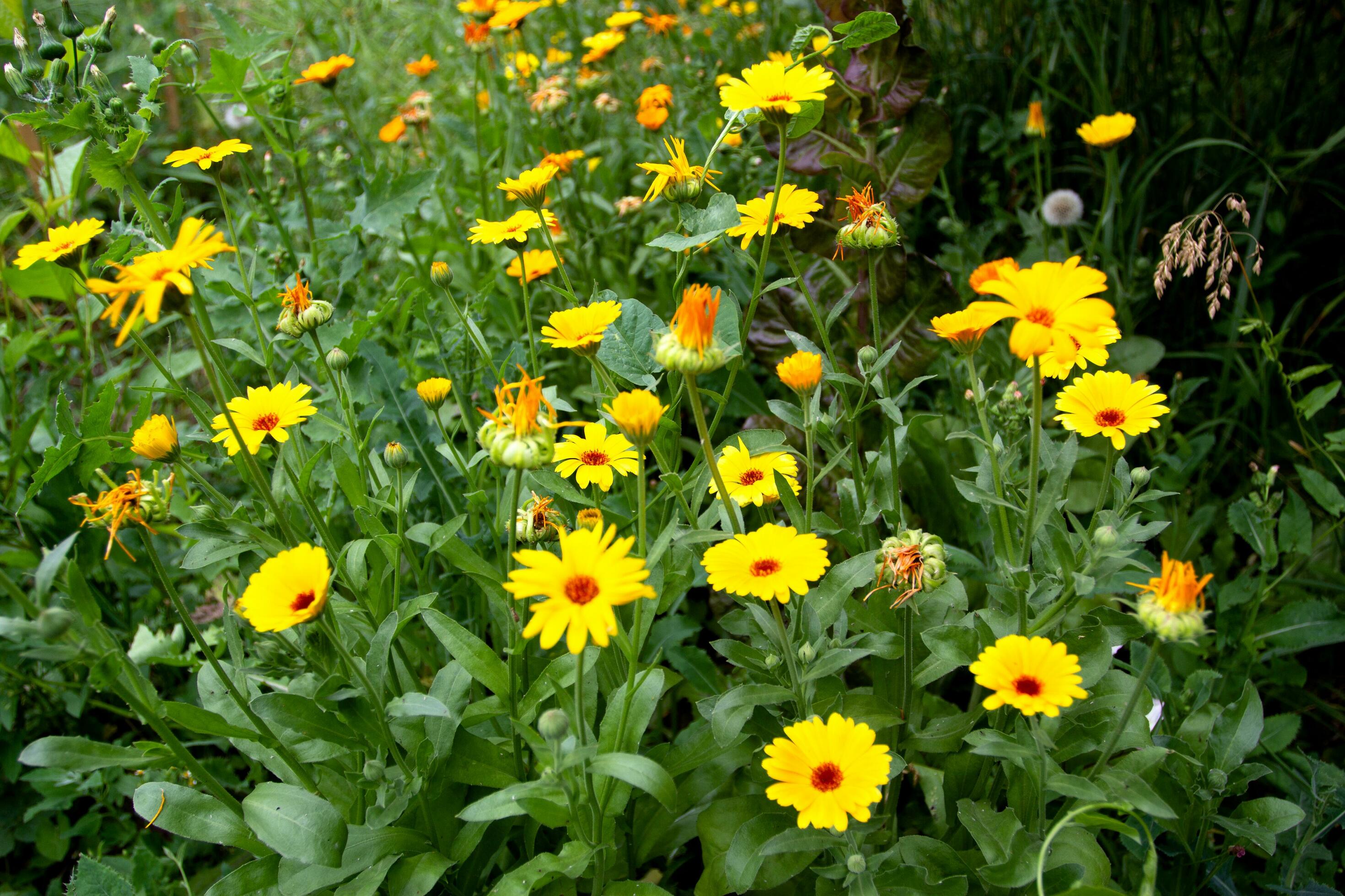 Lots of yellow calendula flowers and green foliage Stock Free