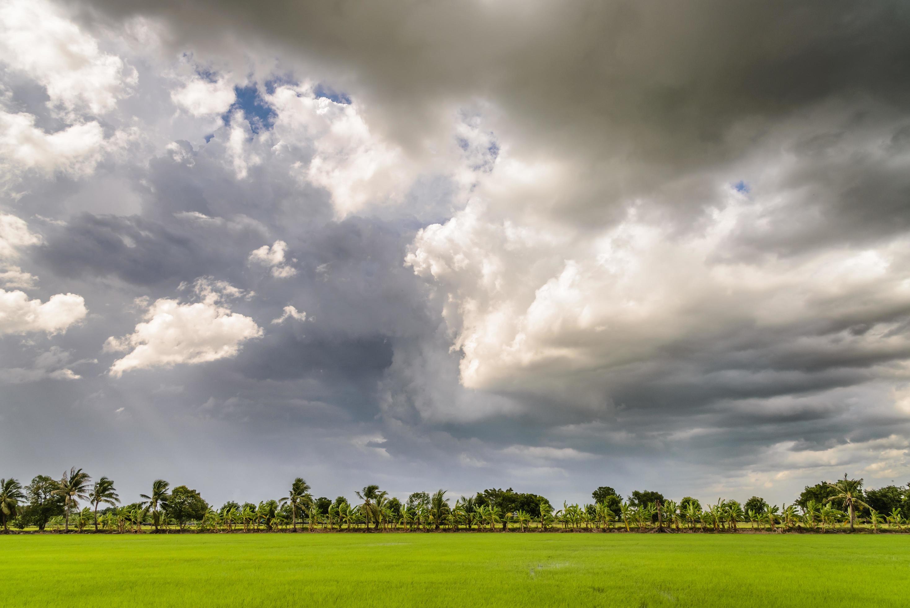 Dark clouds over rice field before rain storm. Natural background Stock Free