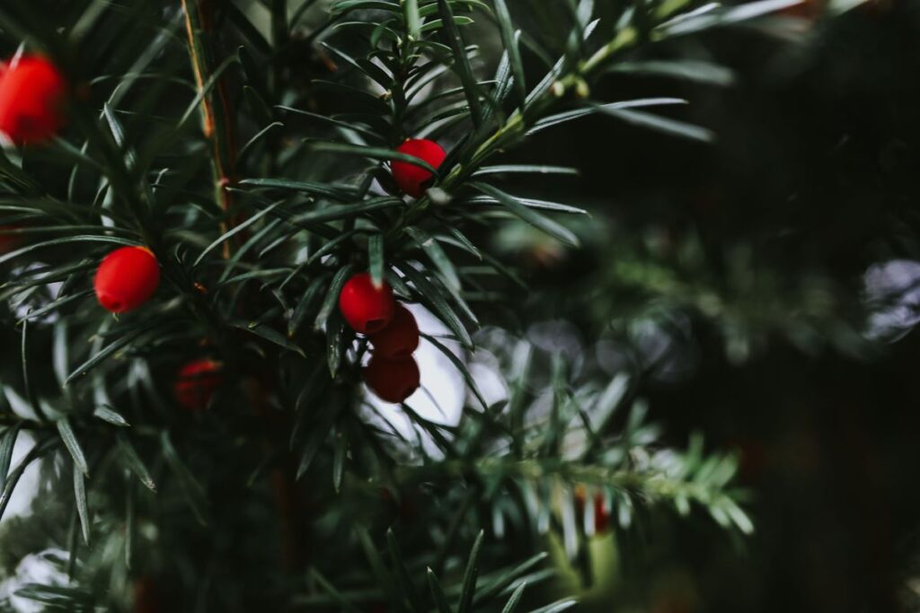 Red rowan on trees Stock Free