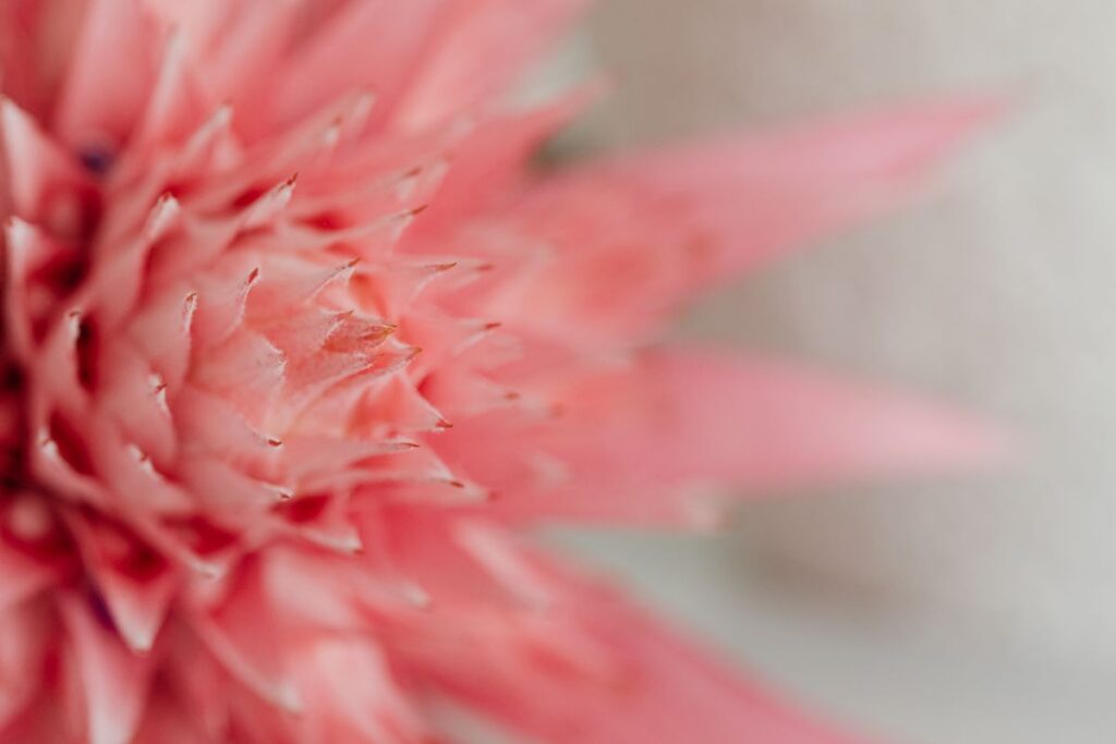 Aechmea fasciata – silver vase – urn plant – Bromeliaceae – pink flower Stock Free