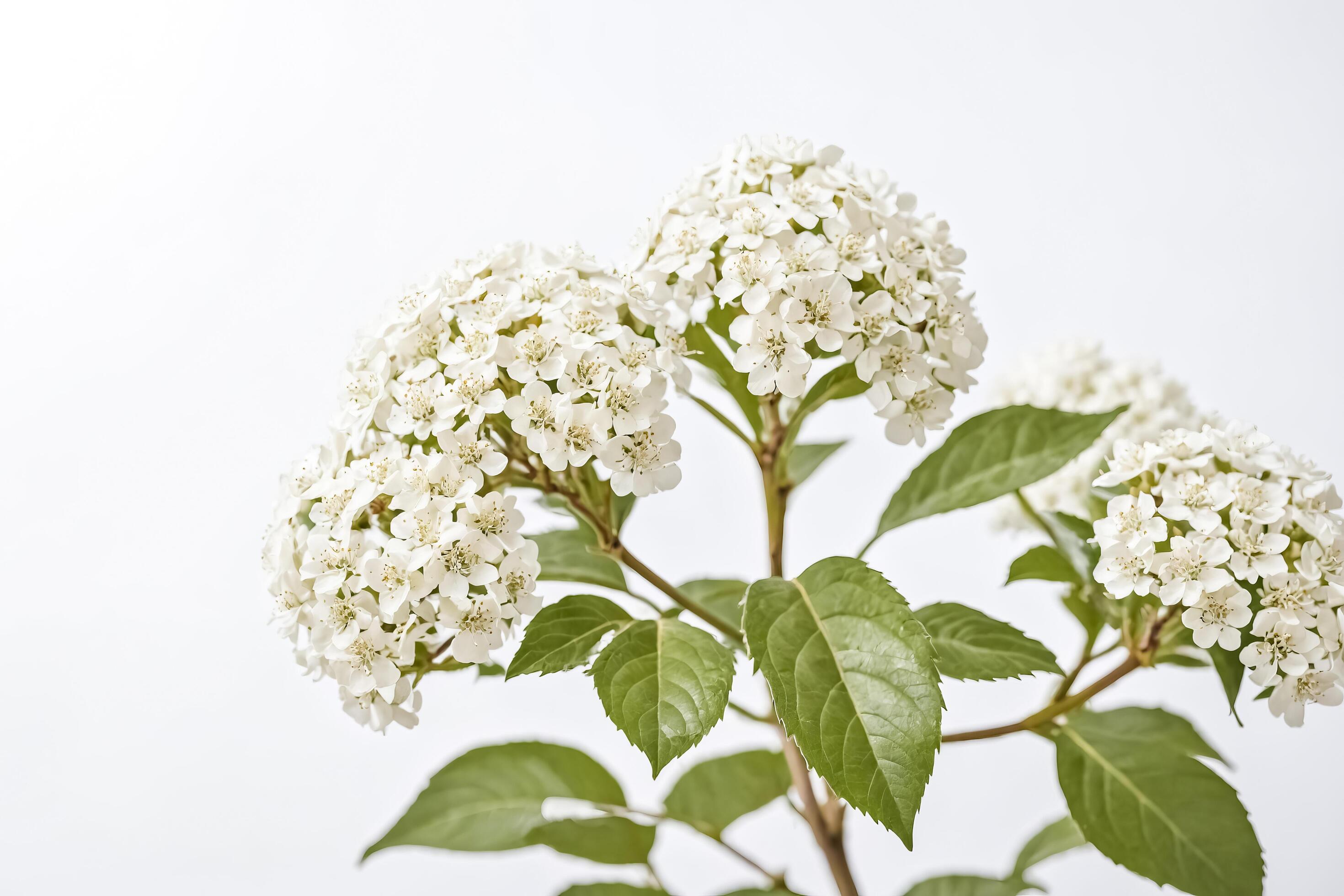 White Flowers Branch on White Background Stock Free