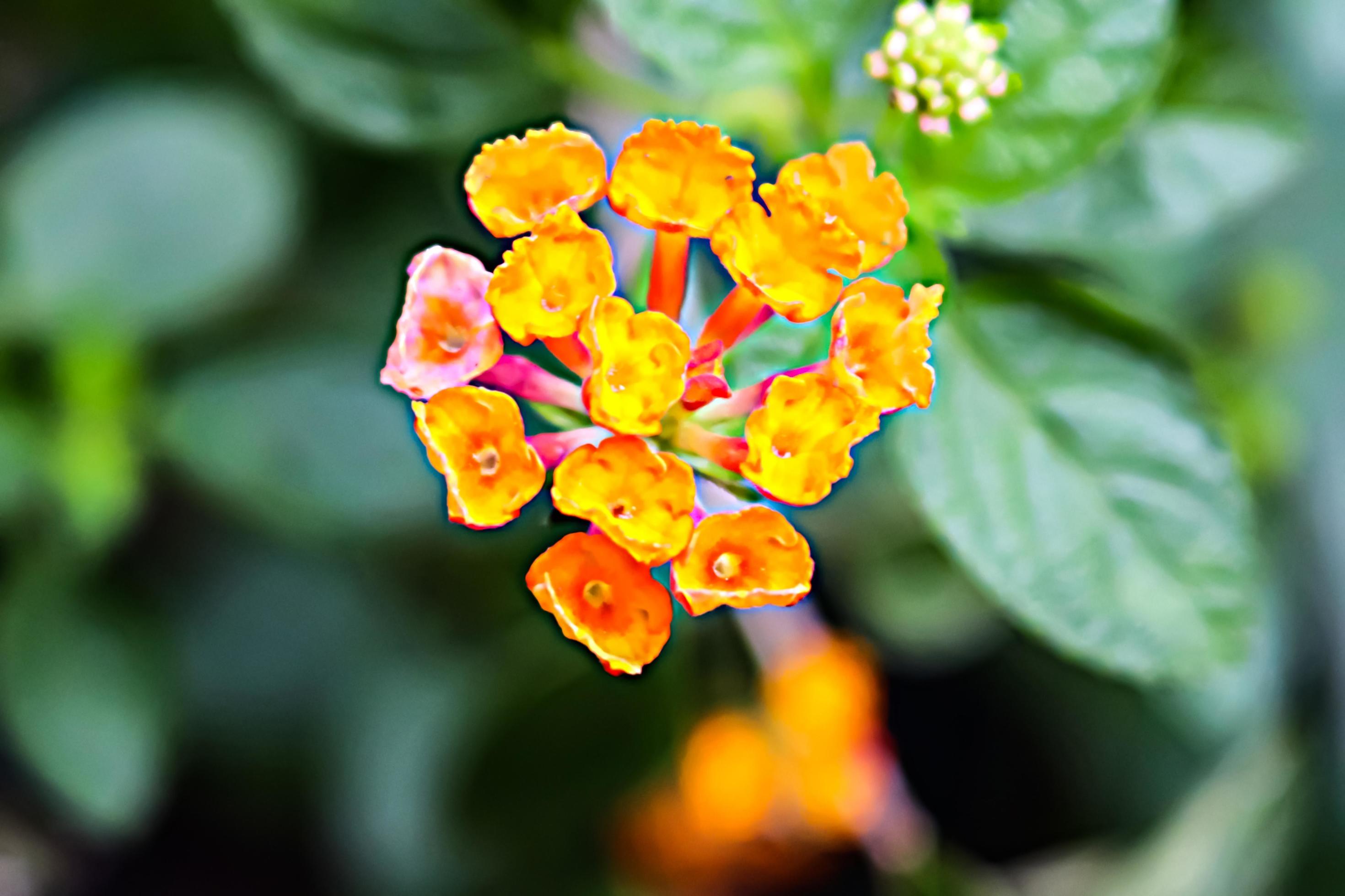 yellow flower with blur background texture Stock Free