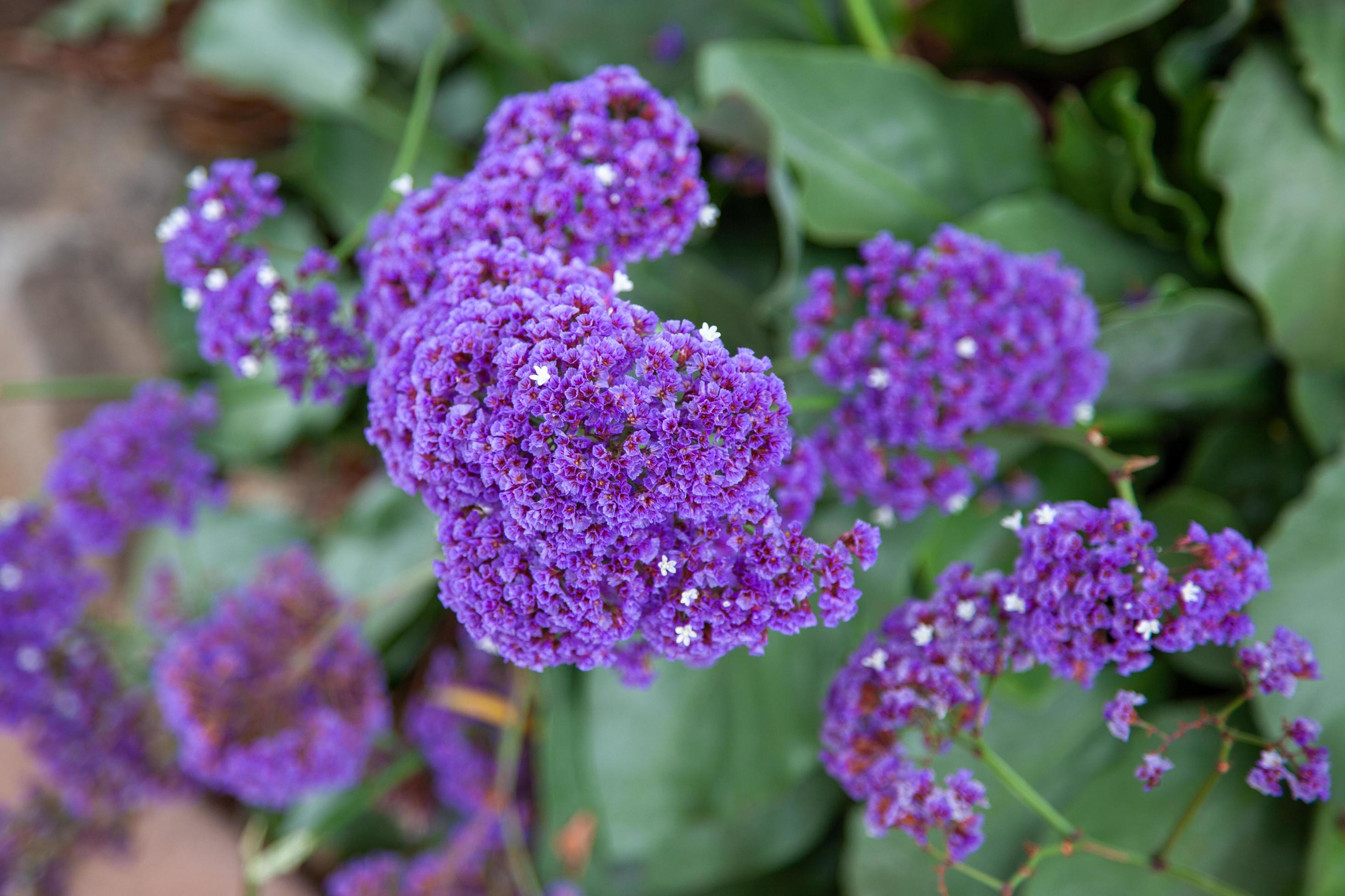 Garden Statice growing and flowering in California Stock Free