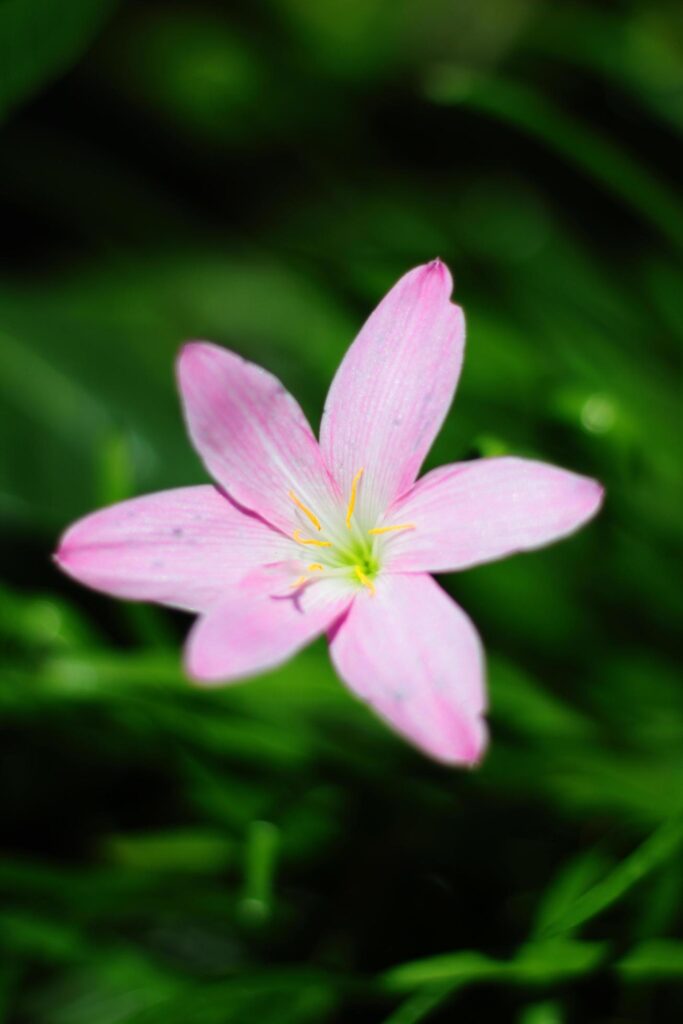 Blossom Zephyranthes Lily, Rain Lily, Fairy Lily, Little Witches flowers is wildflowers in tropical forest Stock Free