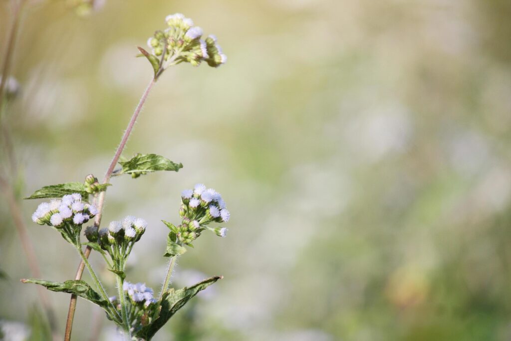 Beautiful blooming white wild flowers fields in springtime and natural sunlight shining on mountain. Stock Free