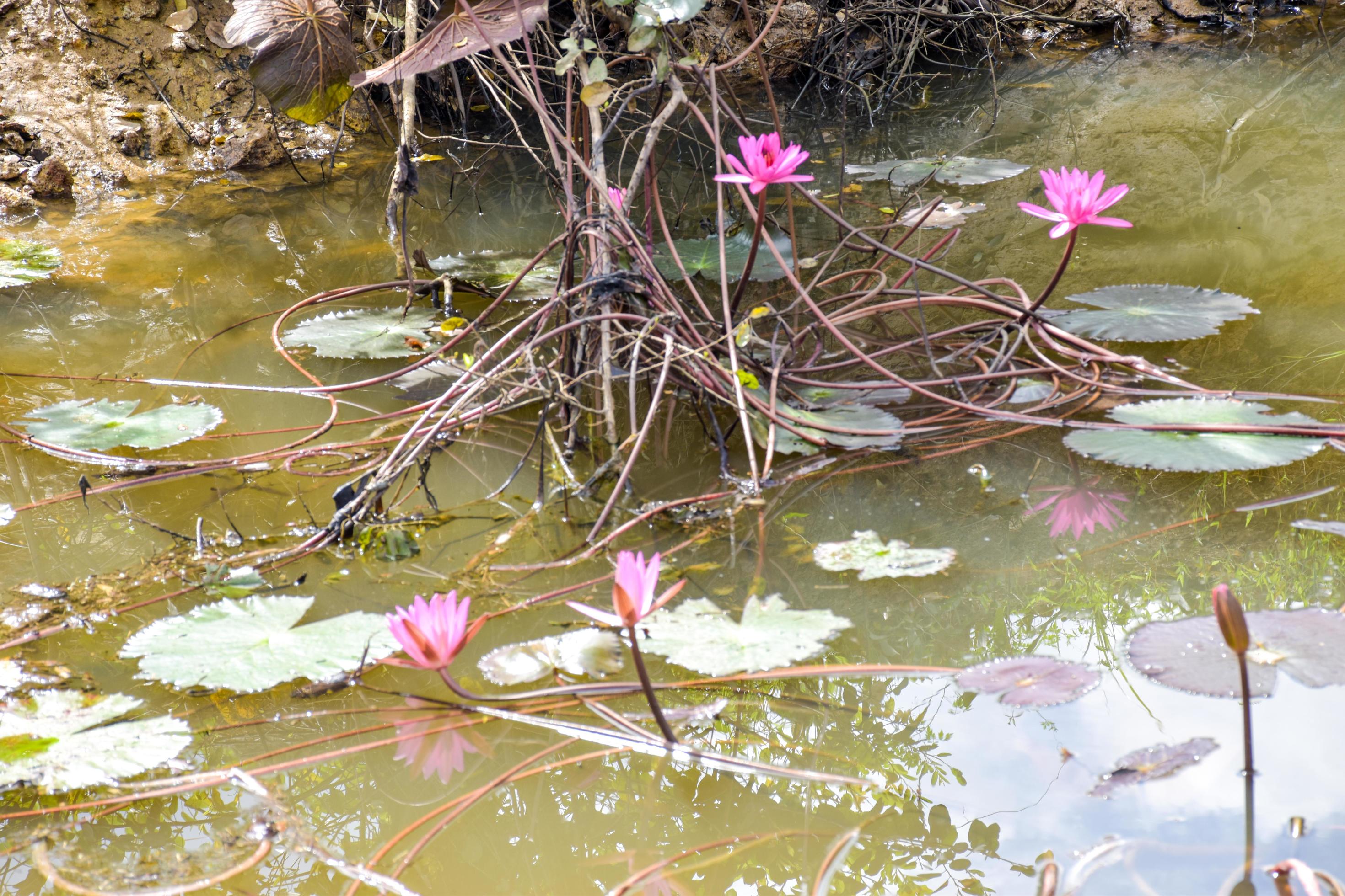 pink lotus blooming in water Thai garden beauty nature Stock Free