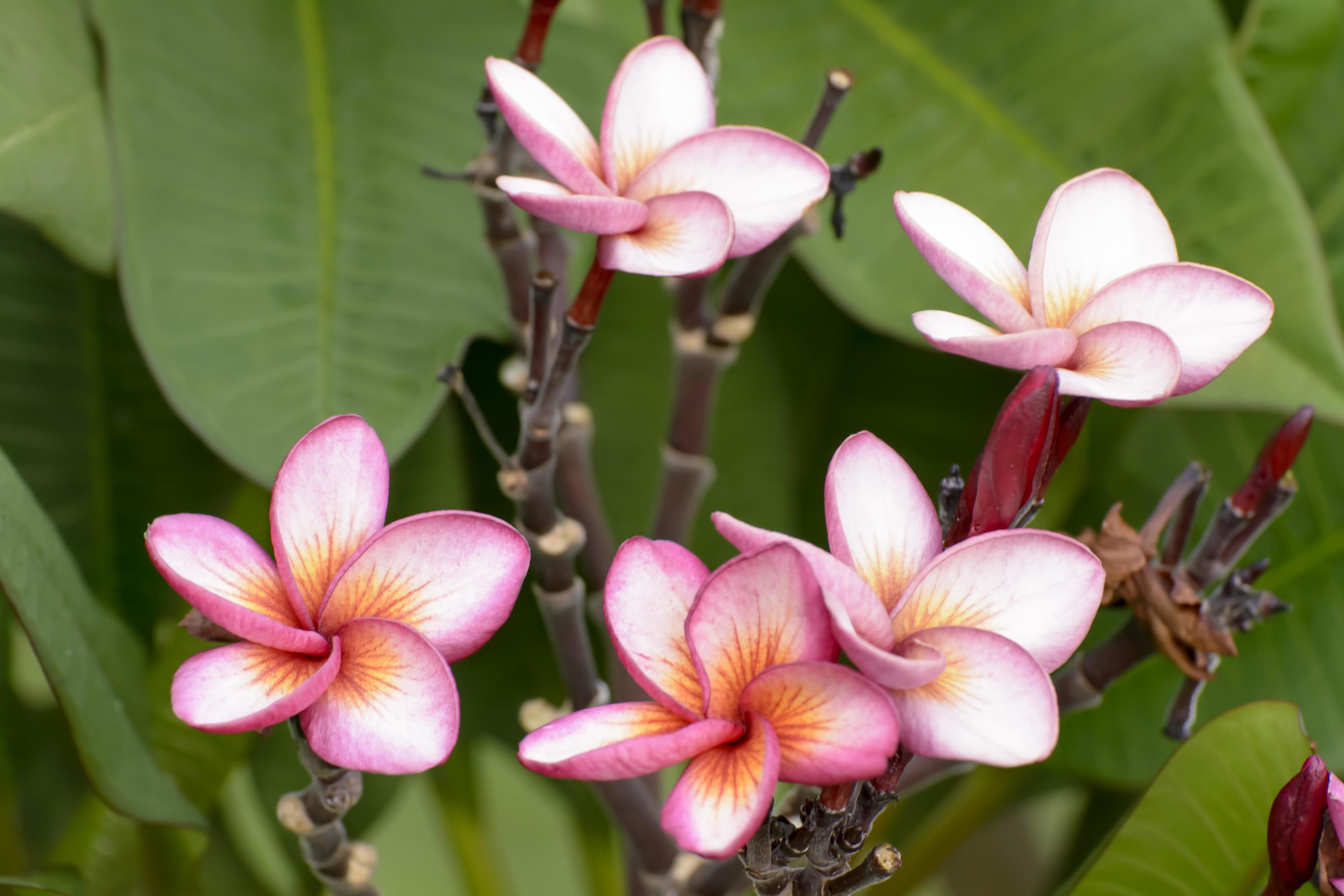 Plumeria flowers are so beautiful that popular in Thailand. Stock Free