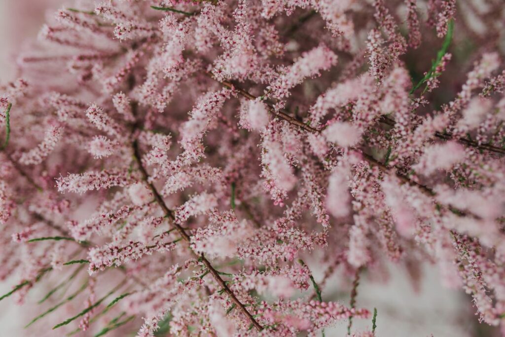 Tree bloom in early Spring Stock Free